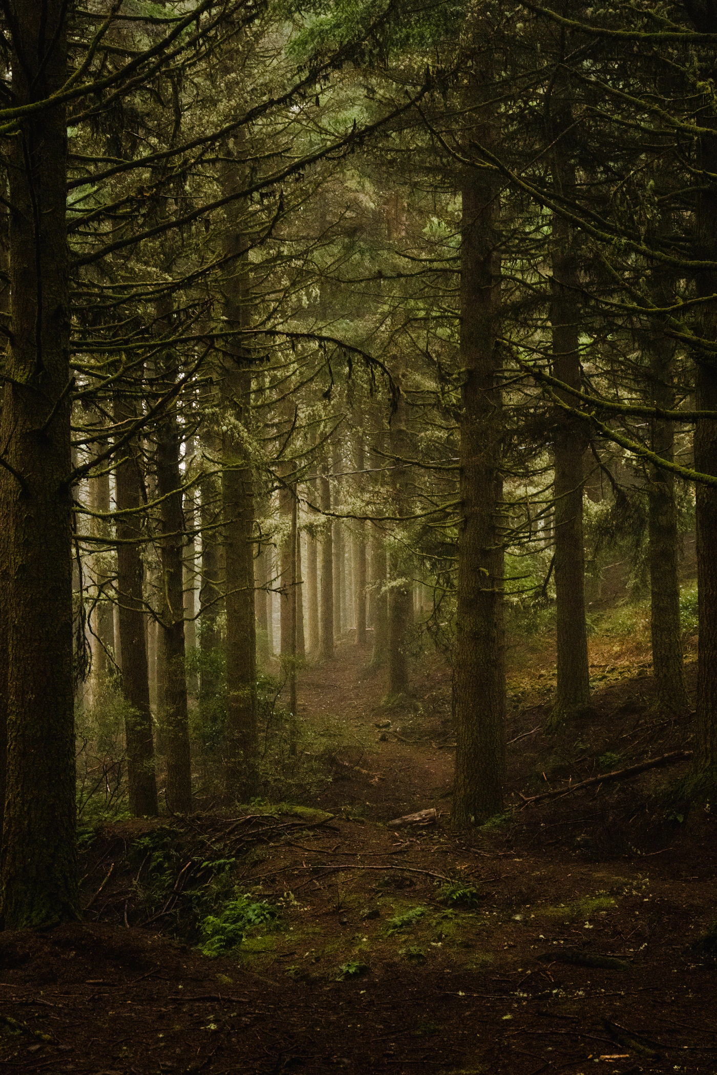 A quiet woodland trail disappearing into the morning mist