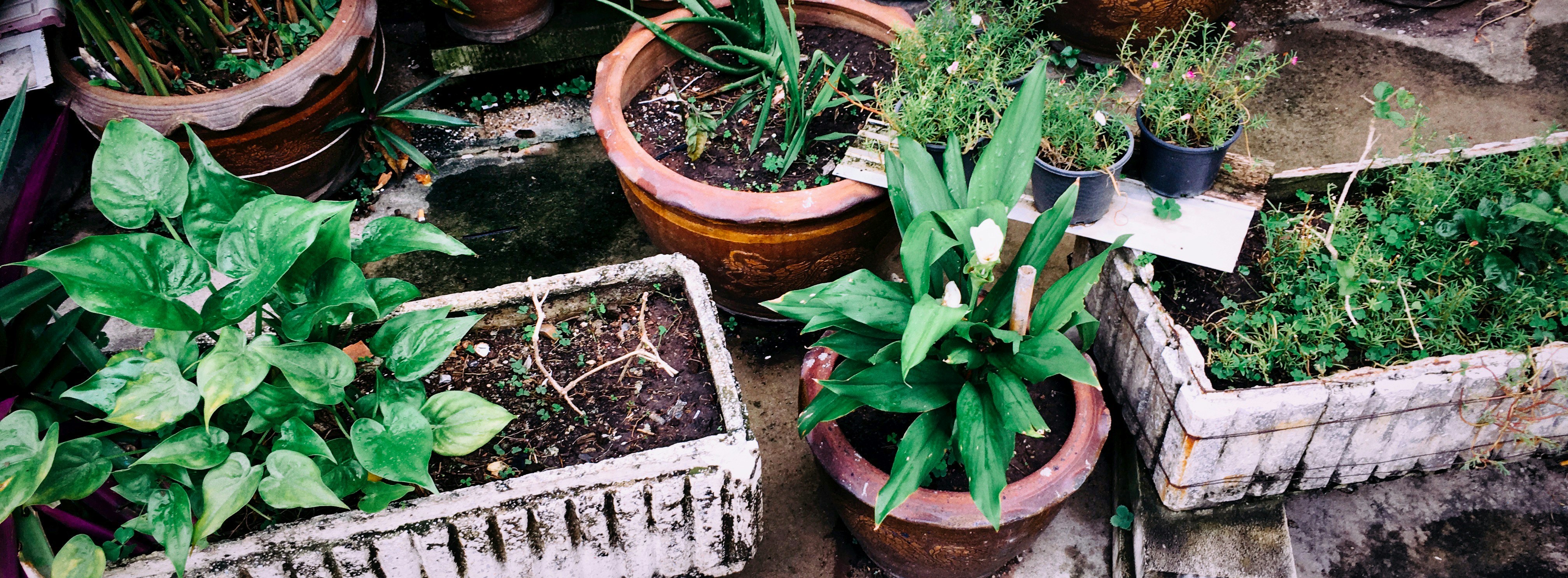 An assortment of vibrant green herbs growing in small pots on a sunny windowsill.