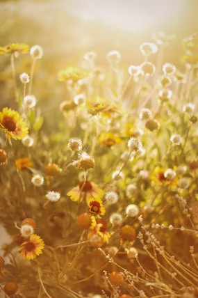 Golden flowers bloom in the warm sunlight.