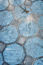 A lizard rests on a patterned stone walkway.