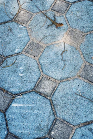 A lizard rests on a patterned stone walkway.