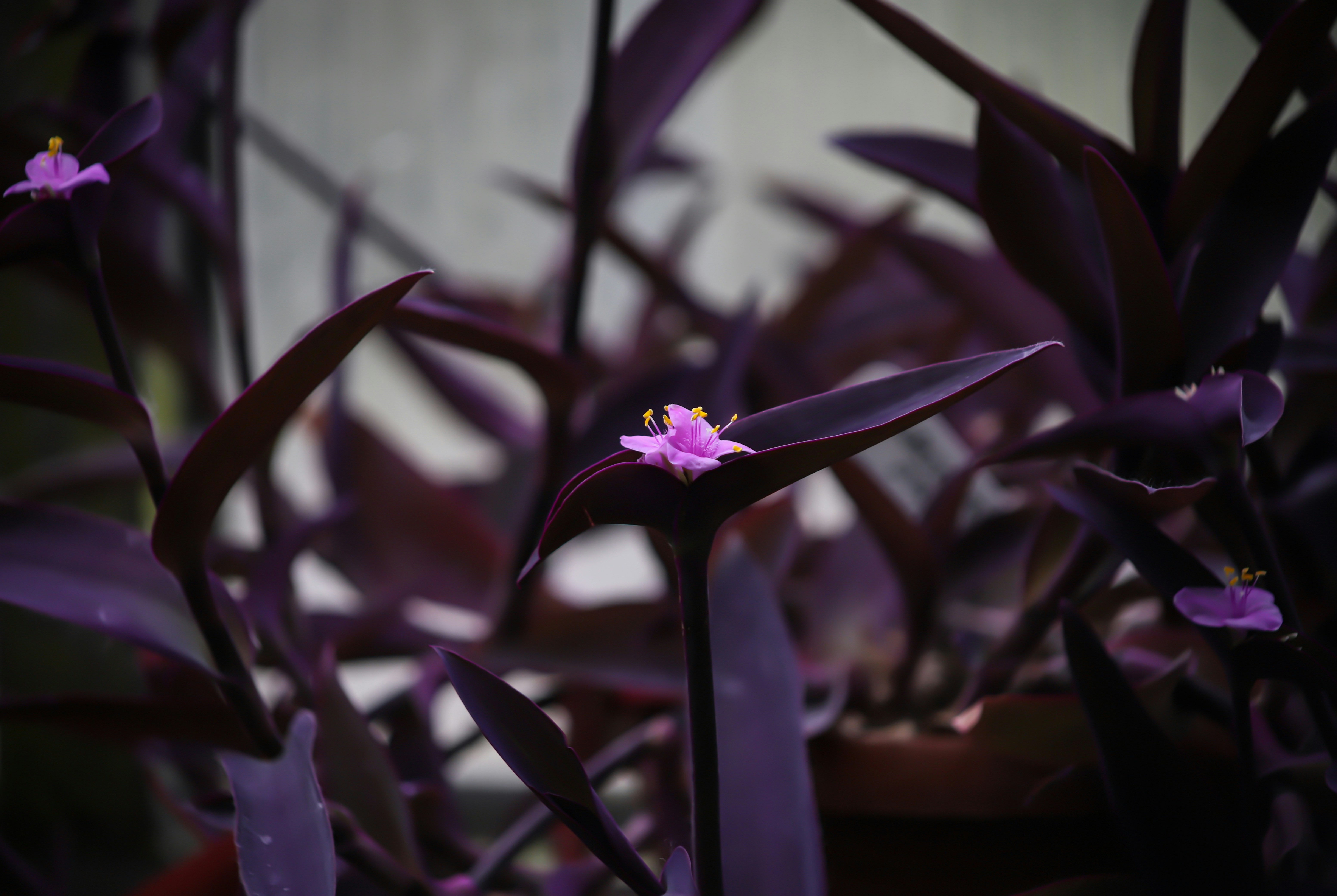 Photo by jessemortal