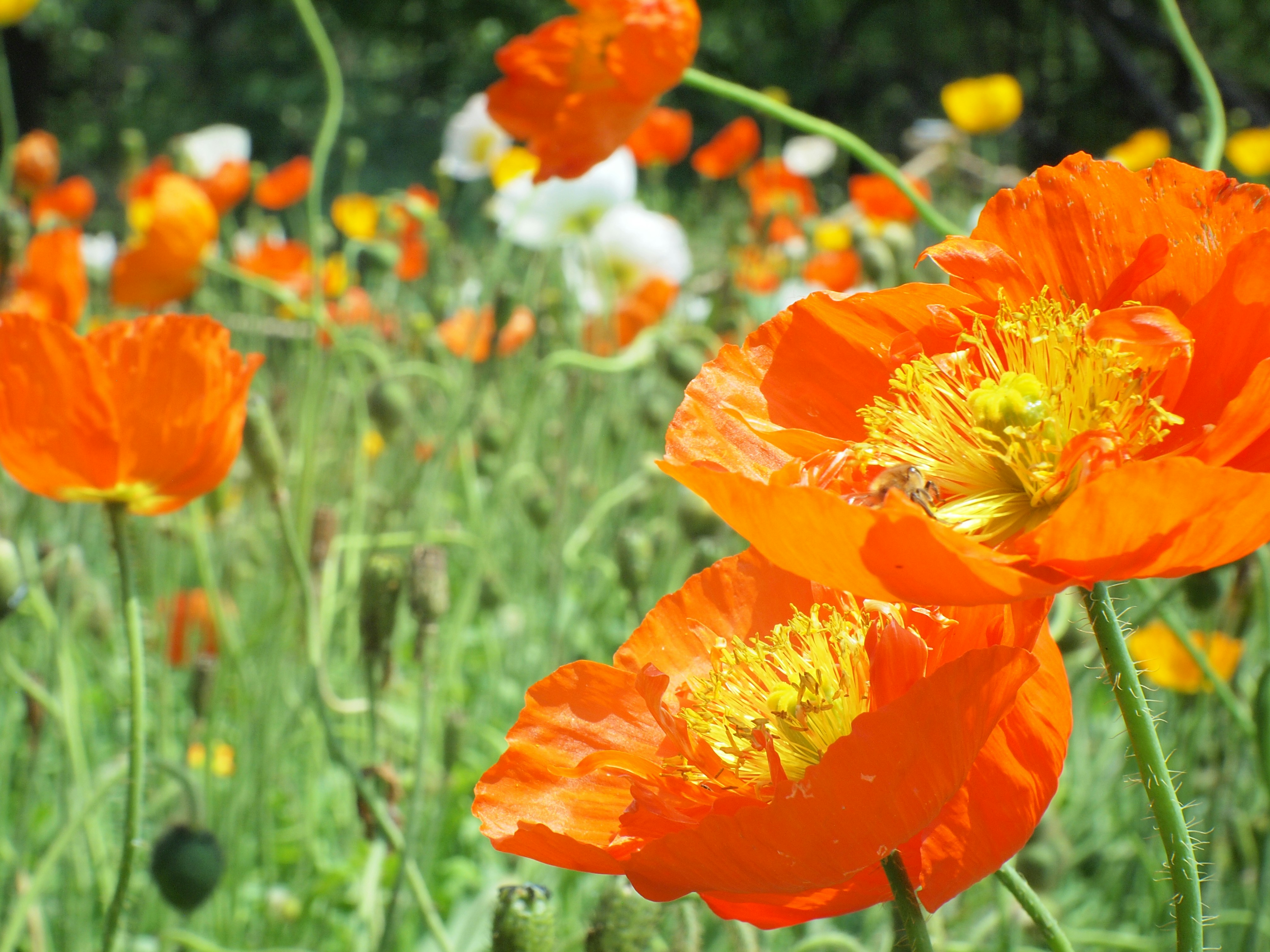 Photo by shawnieyang0606