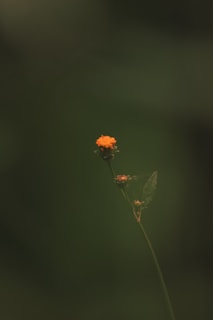 A single orange flower blooms against green.