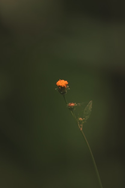 A single orange flower blooms against green.
