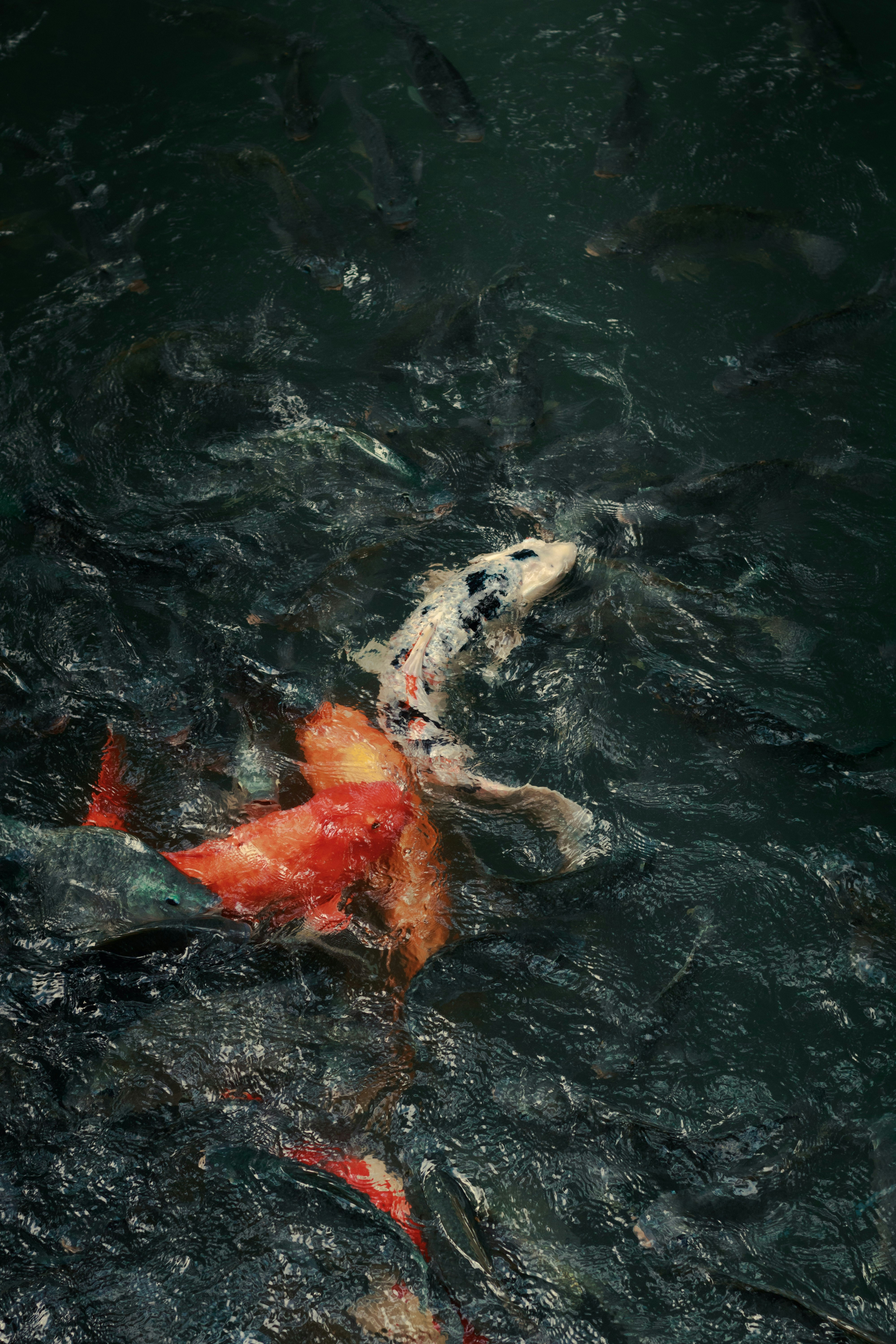 Ikan koi berenang di air yang gelap dan bergejolak.