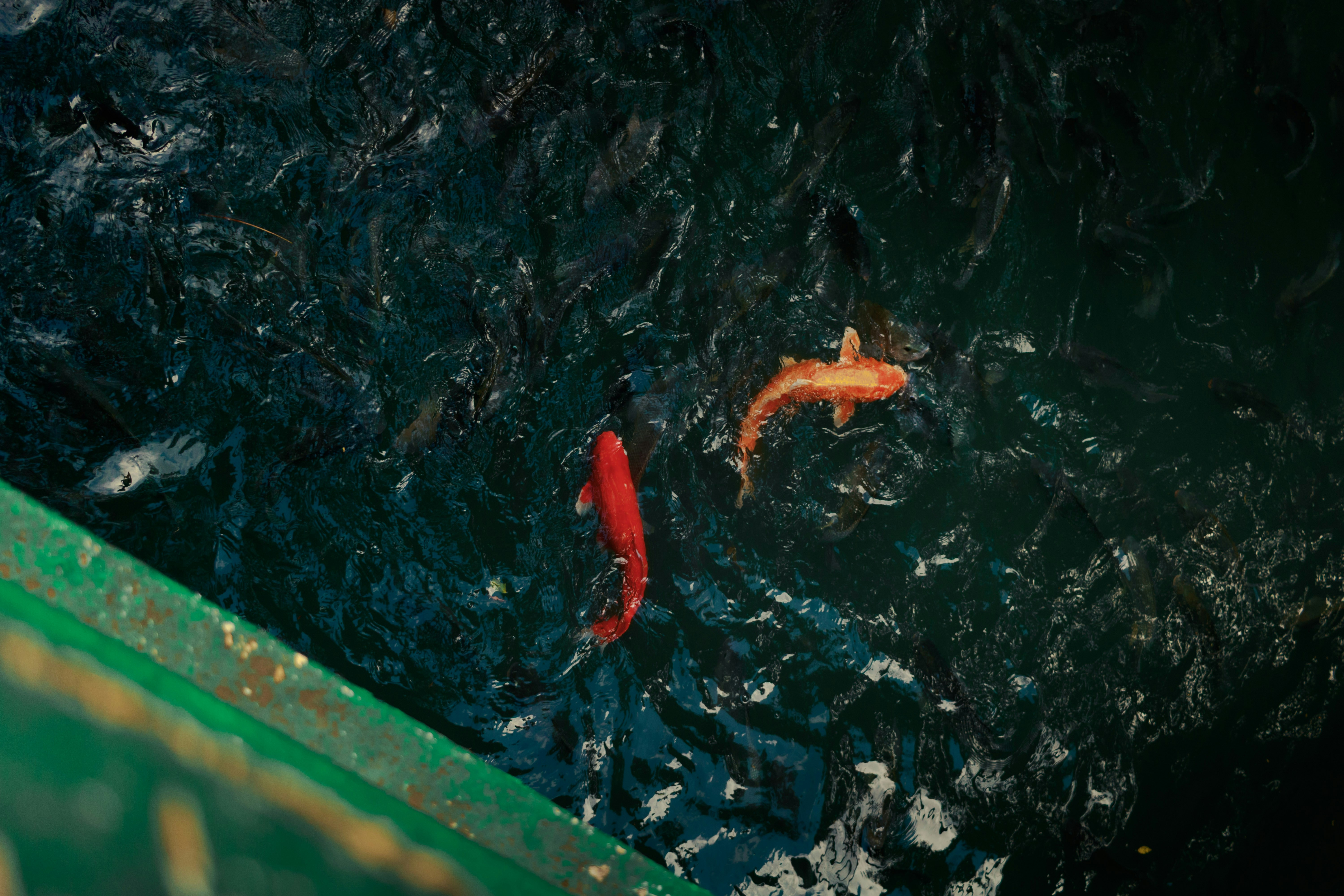 Dua ikan koi berwarna-warni berenang di air yang gelap.