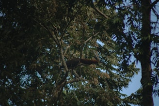 A bird rests in a tree.
