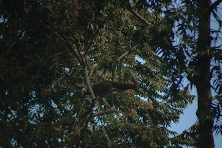 A bird rests in a tree.