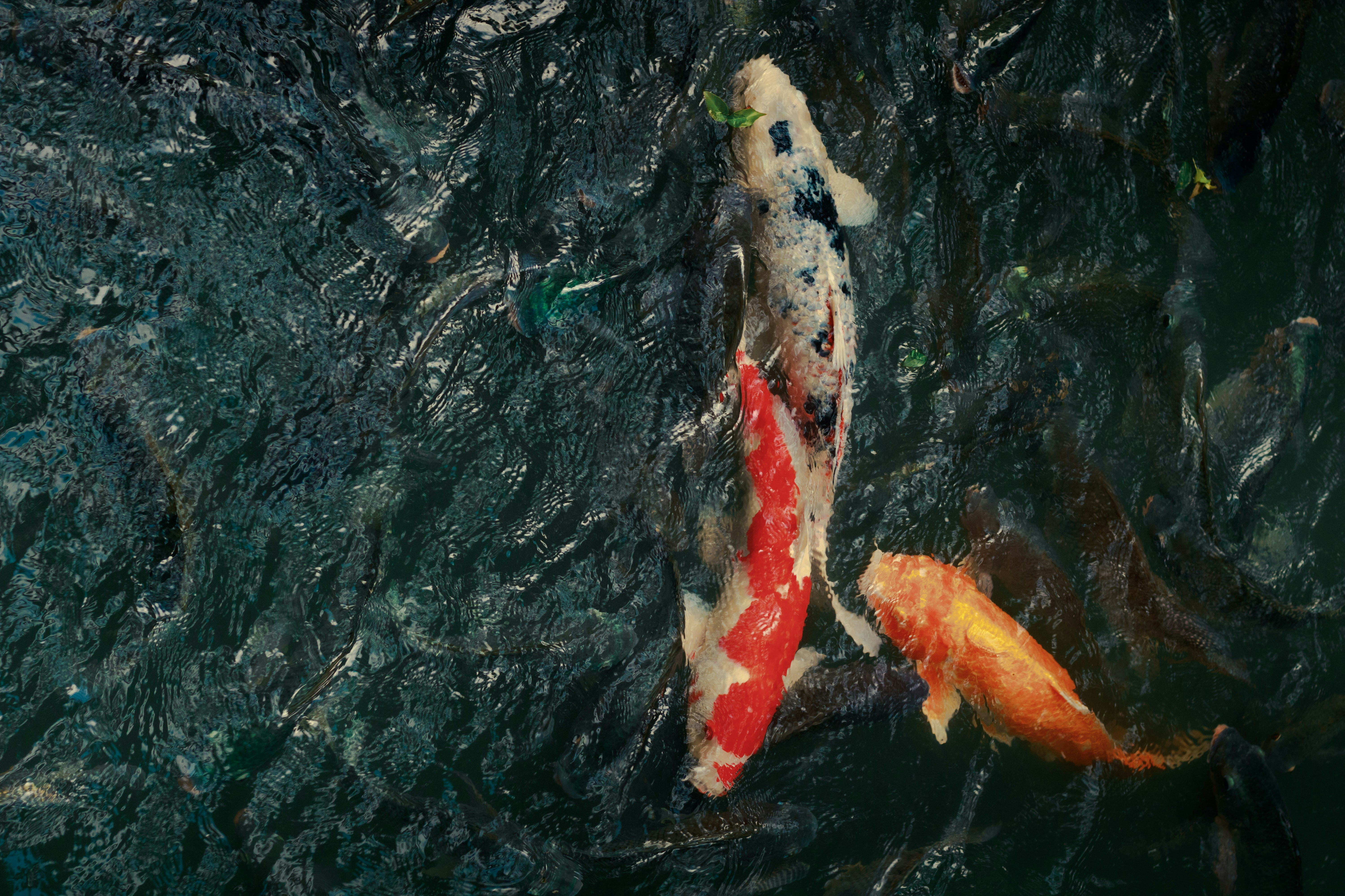 Ikan koi berenang di kolam yang tenang dan gelap.