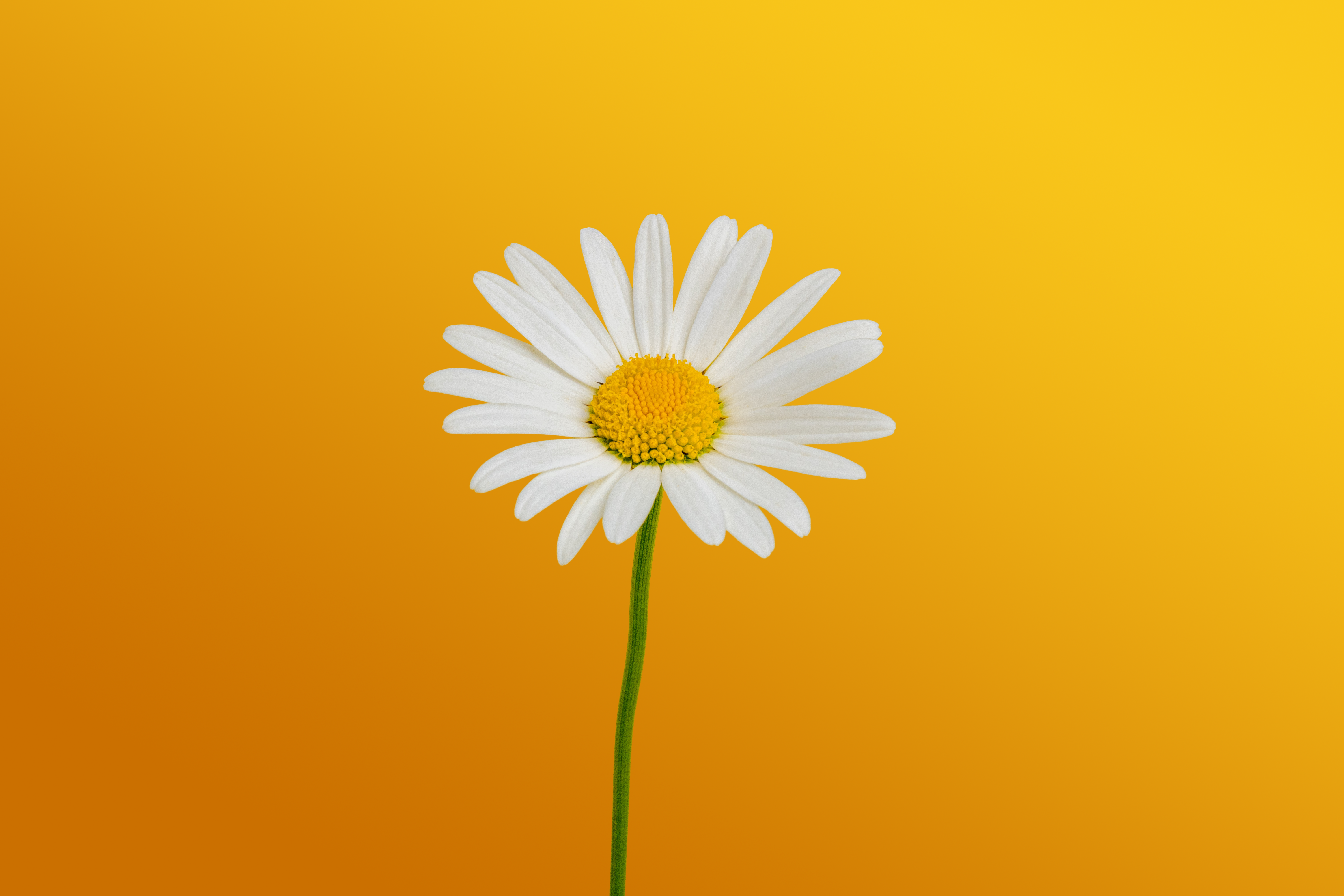 Explore The World Of Occasion Amusement By Discovering Just How To Locate The Perfect Stripper That Complements Your Motif-- A Memorable Experience Is Simply Around The Bend!