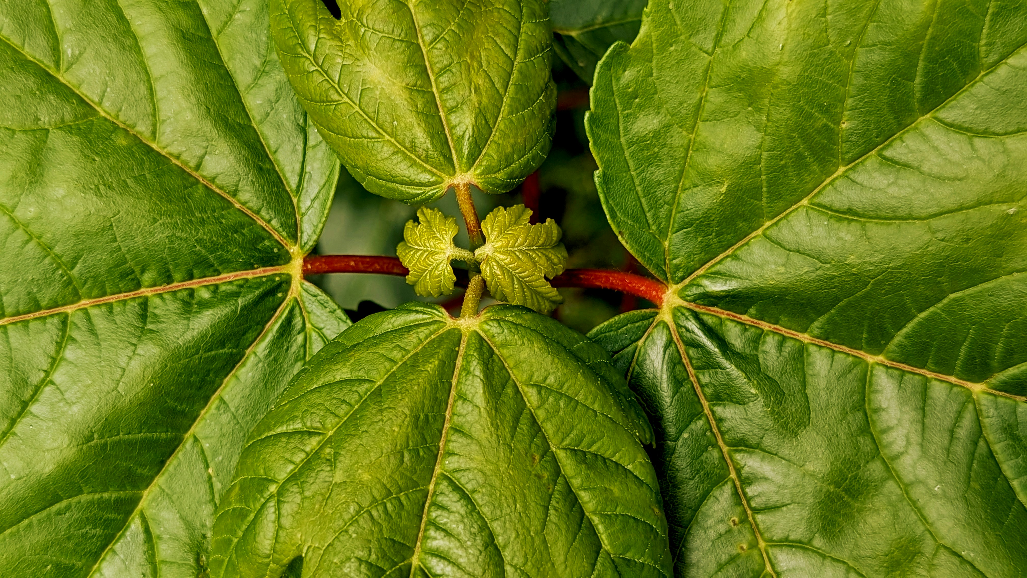 Green leaves radiate from a central point.