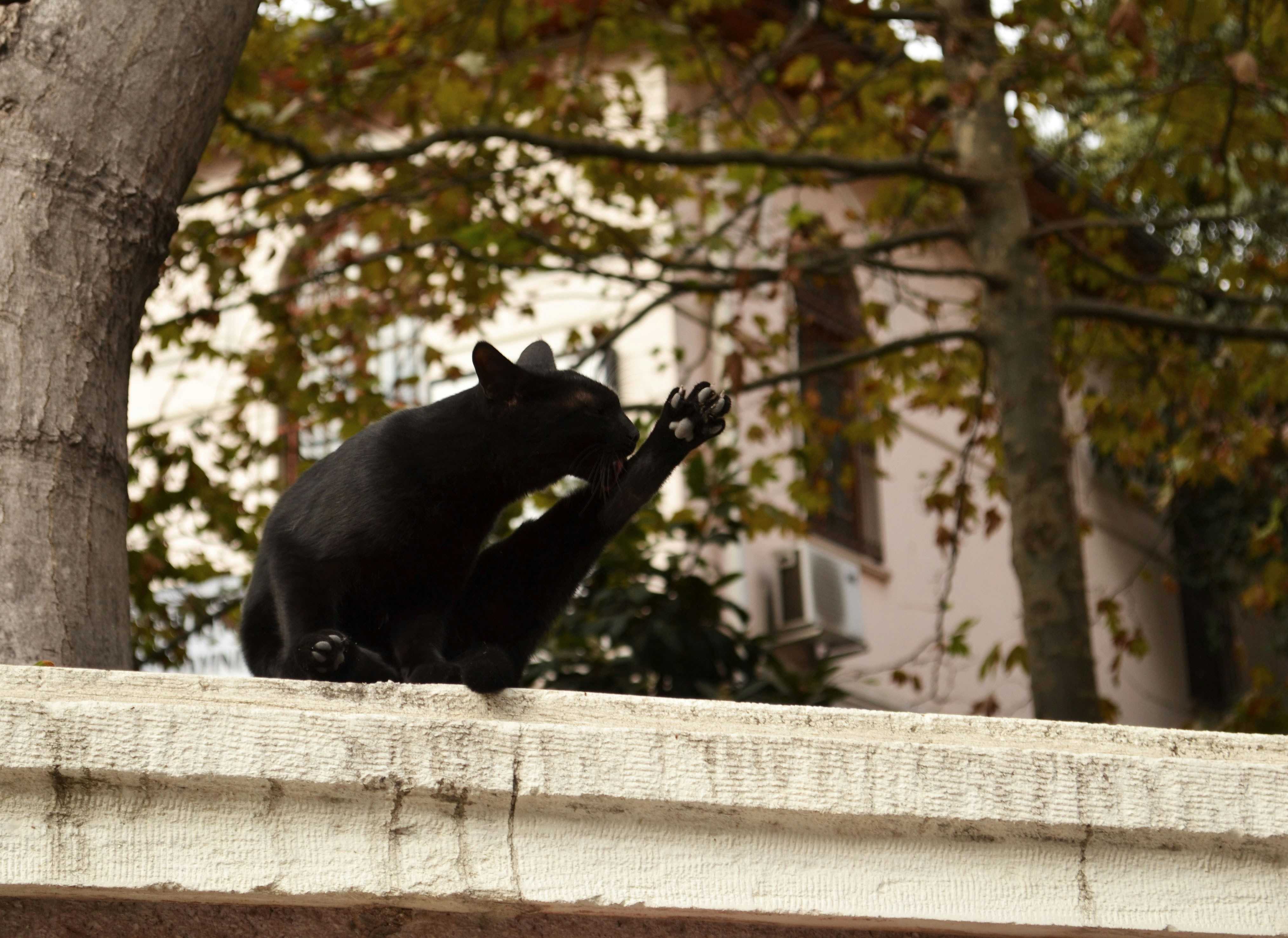 24. Ignored Grooming Buddies (image credits: unsplash)