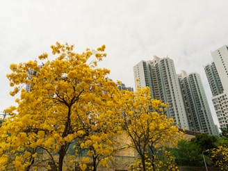 Yellow flowering trees stand near tall buildings.