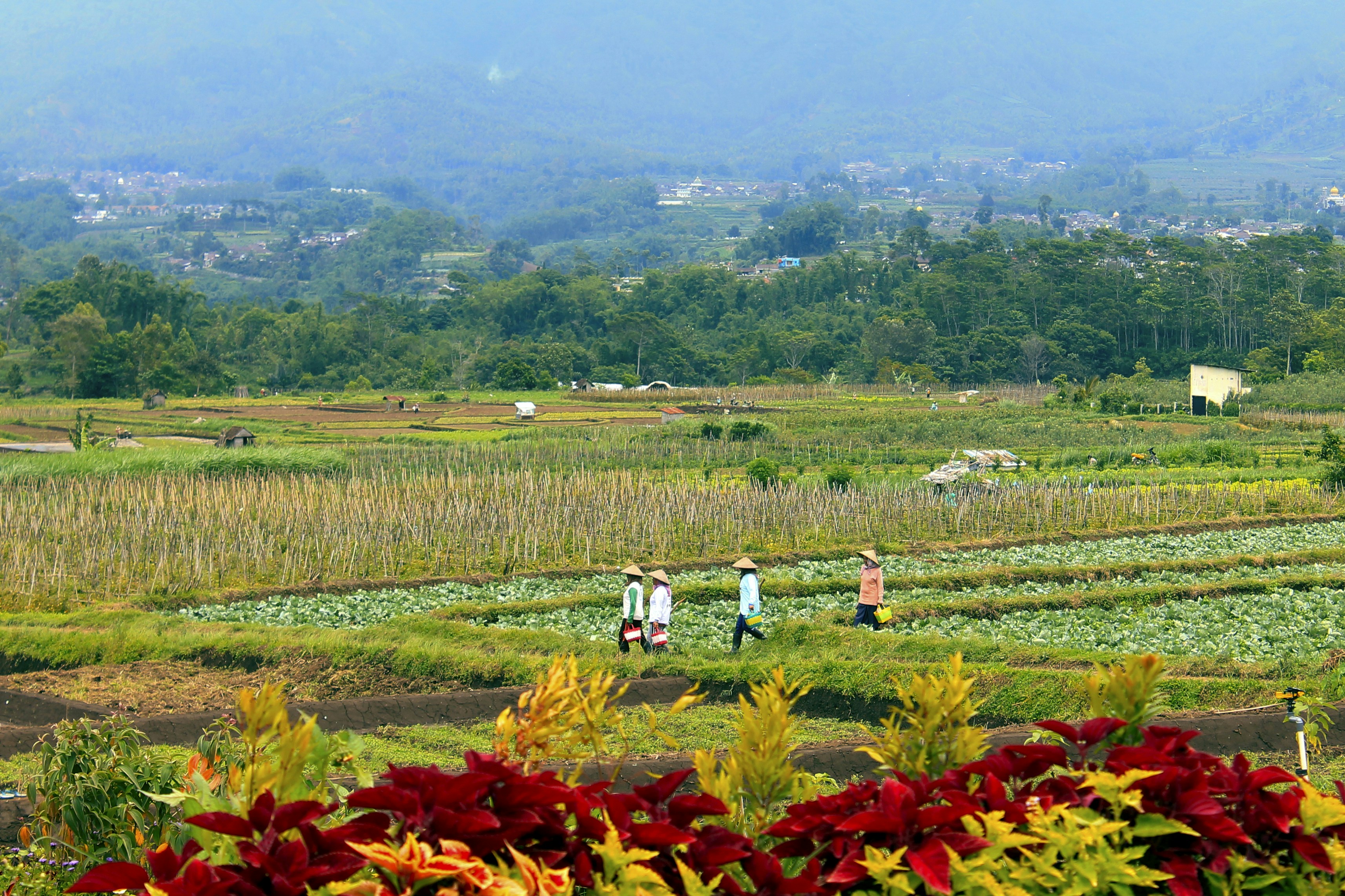 Farmers work in a beautiful, lush, green landscape.