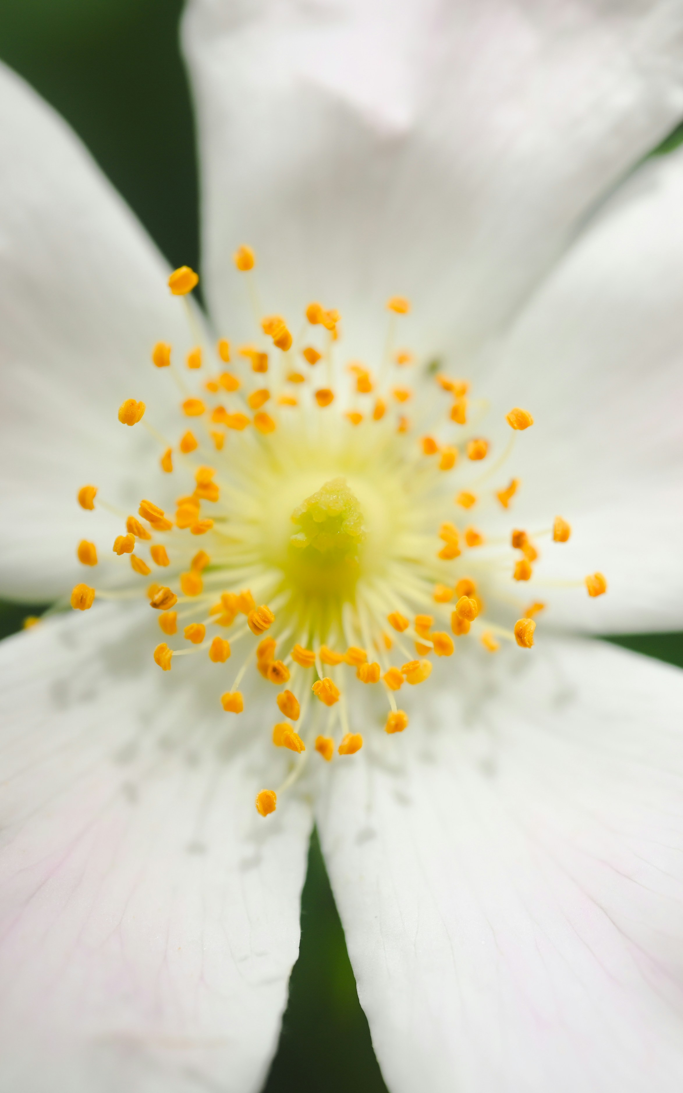 A close-up view of a white flower.