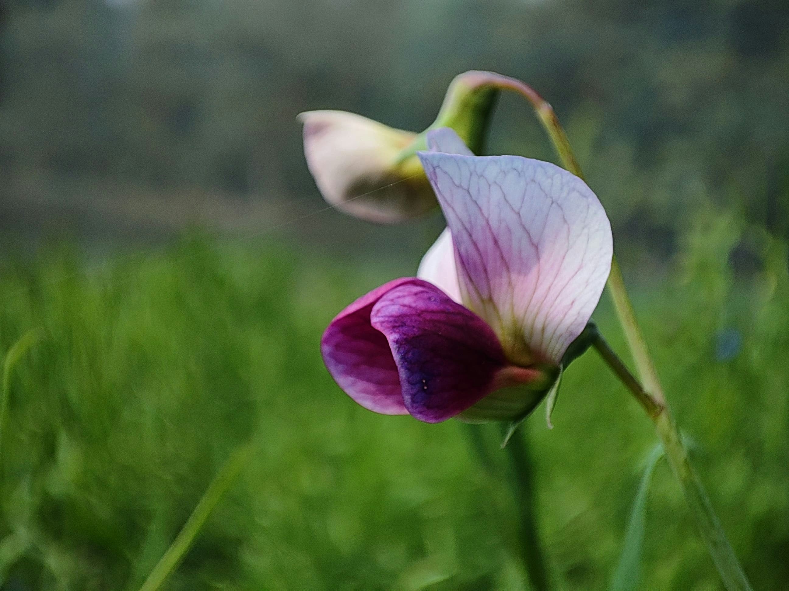 Photo by masudhemel