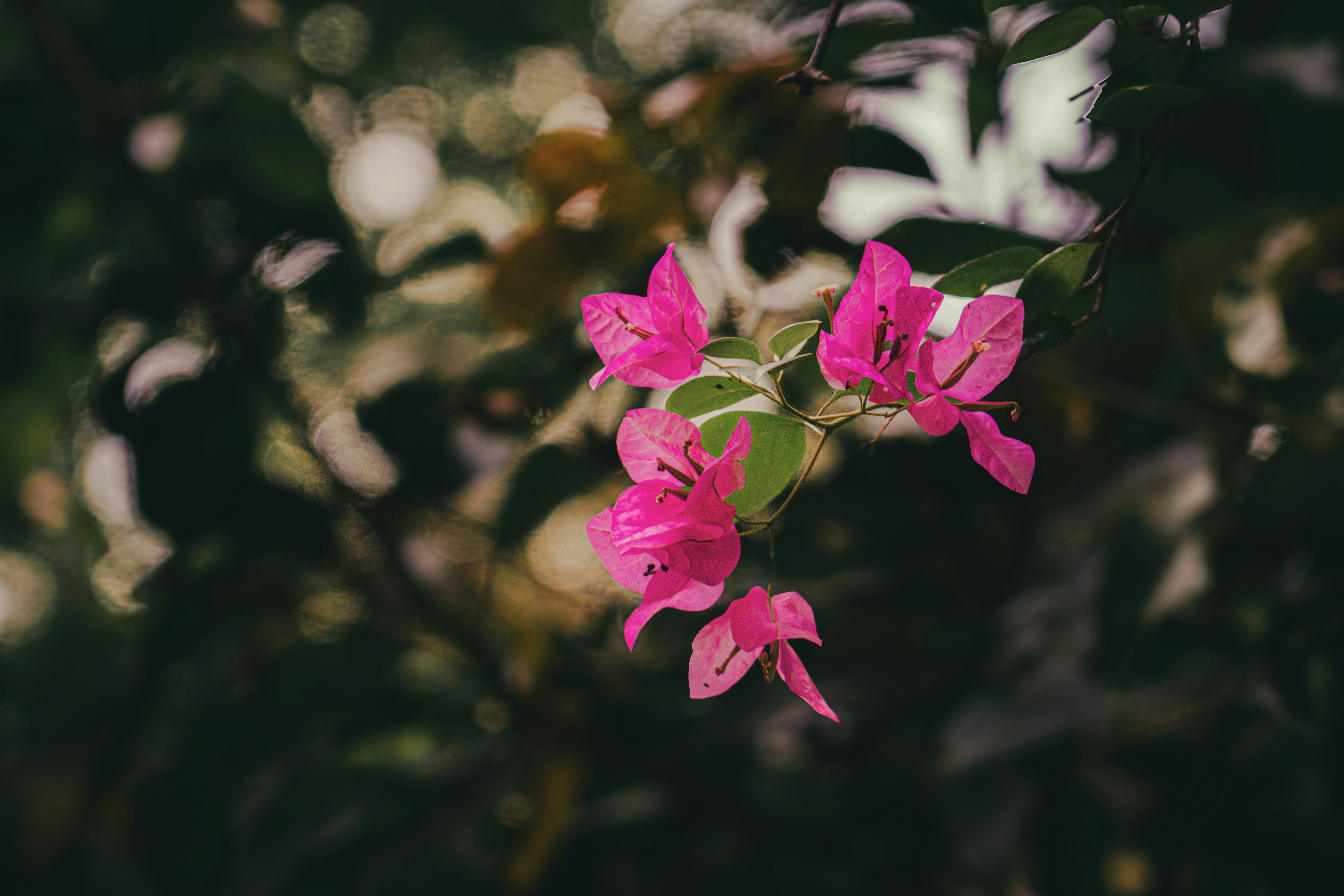 Photo by pixel_guy97