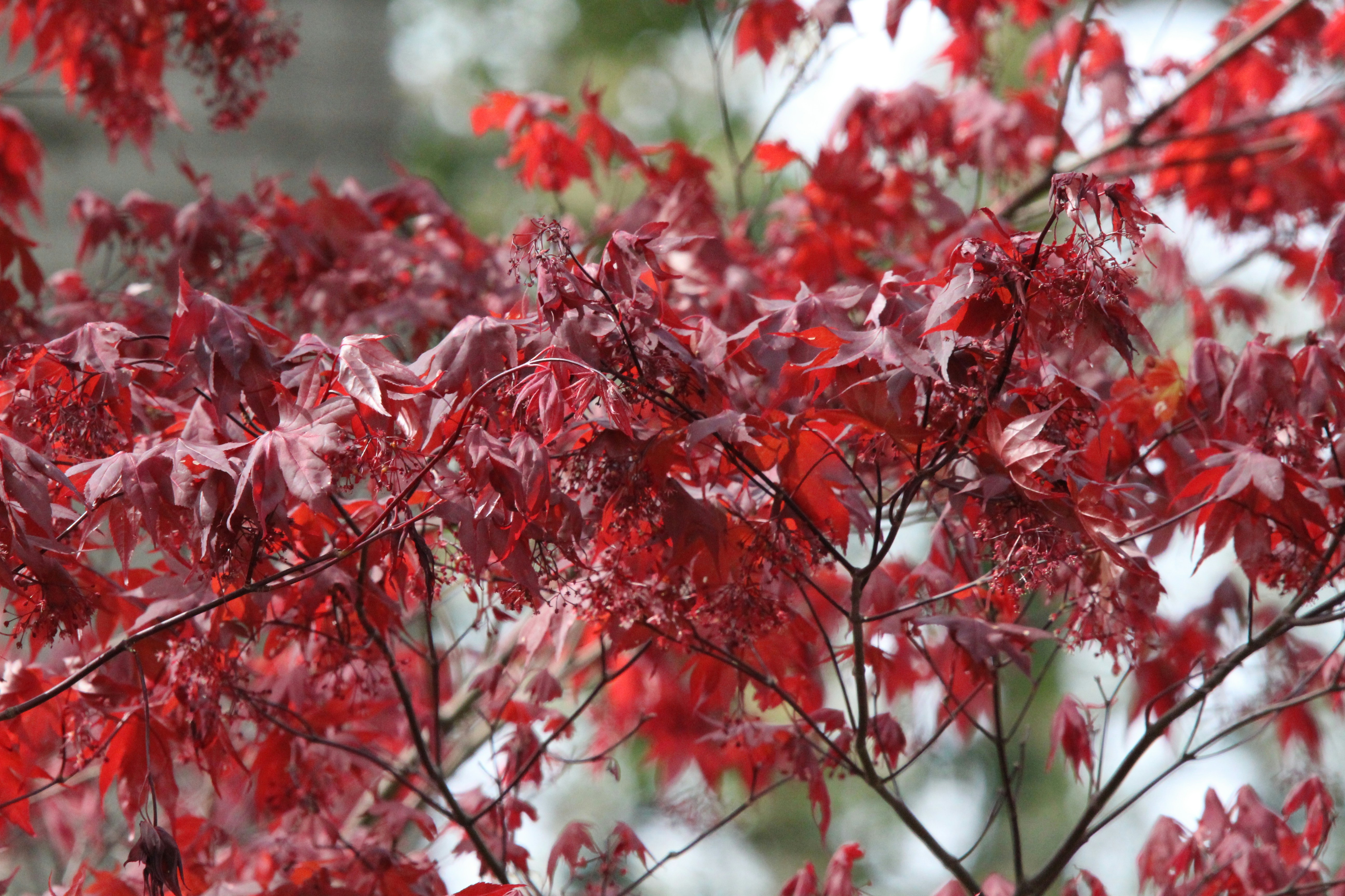 Photo by arkansas007