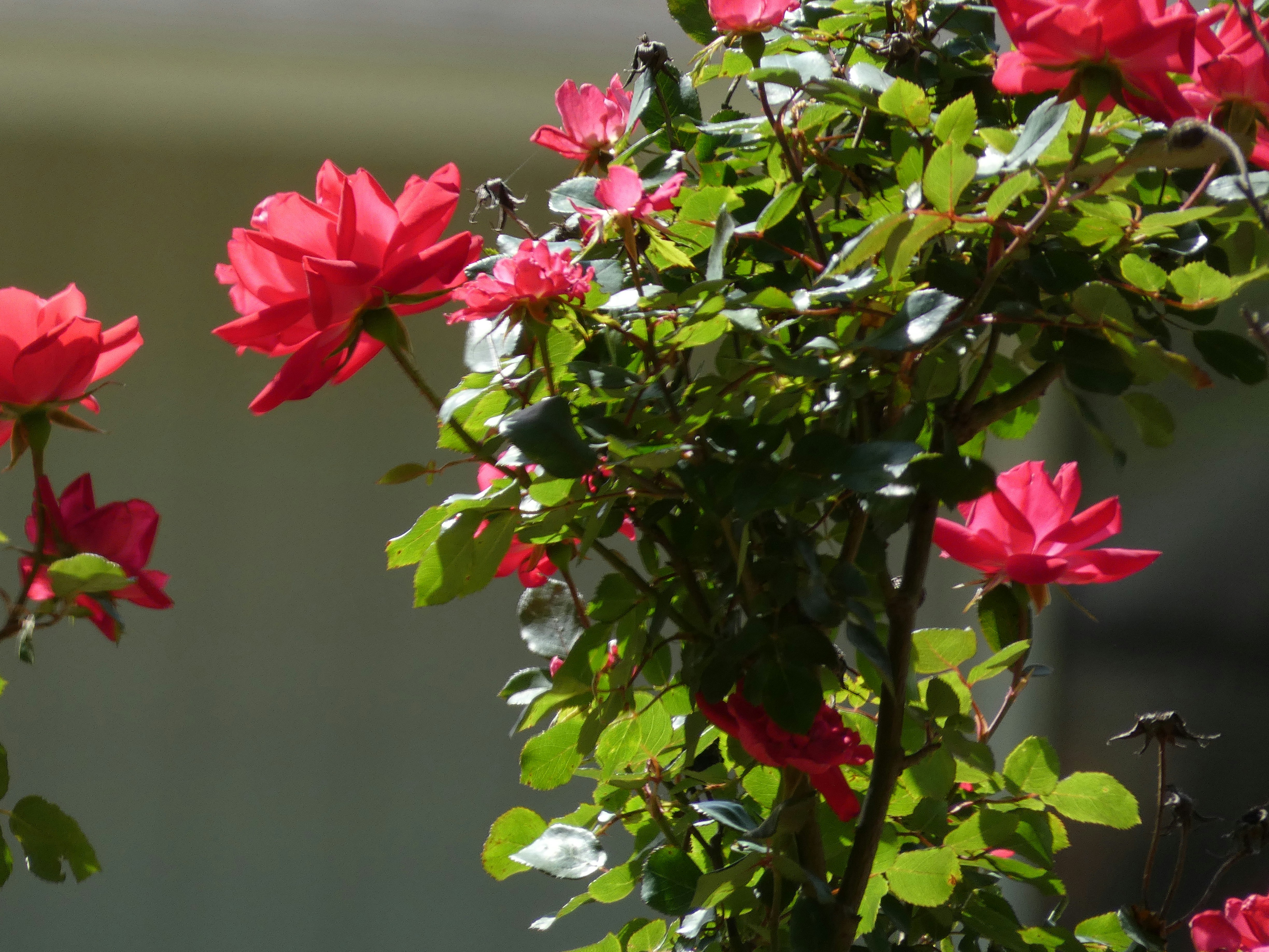 Photo by arkansas007