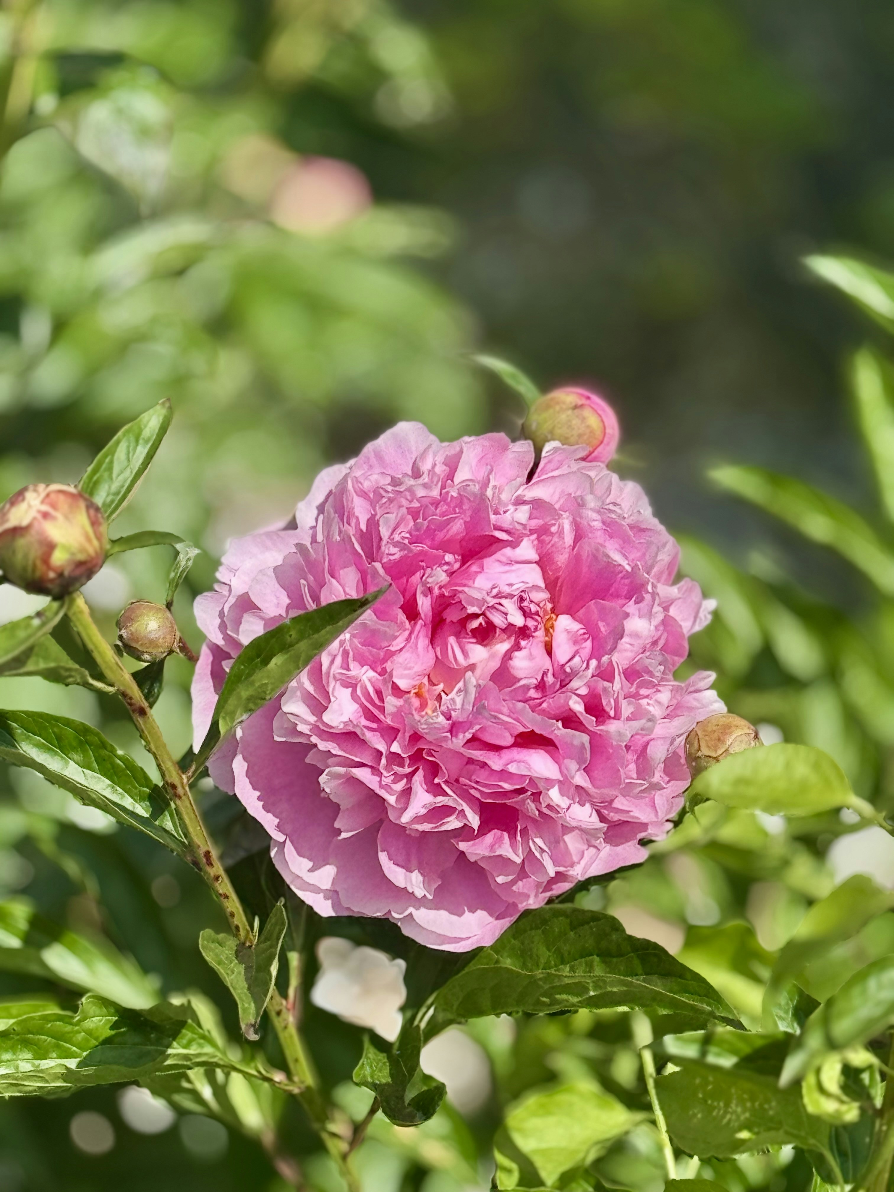 Photo by lotusandhawk