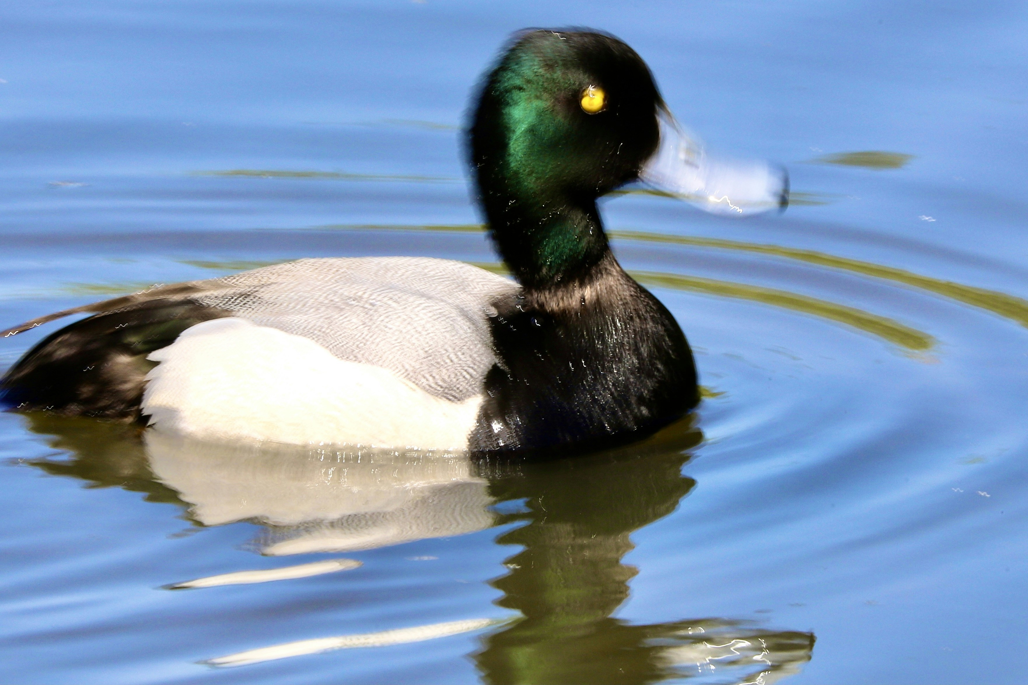 Photo by puffinadventures