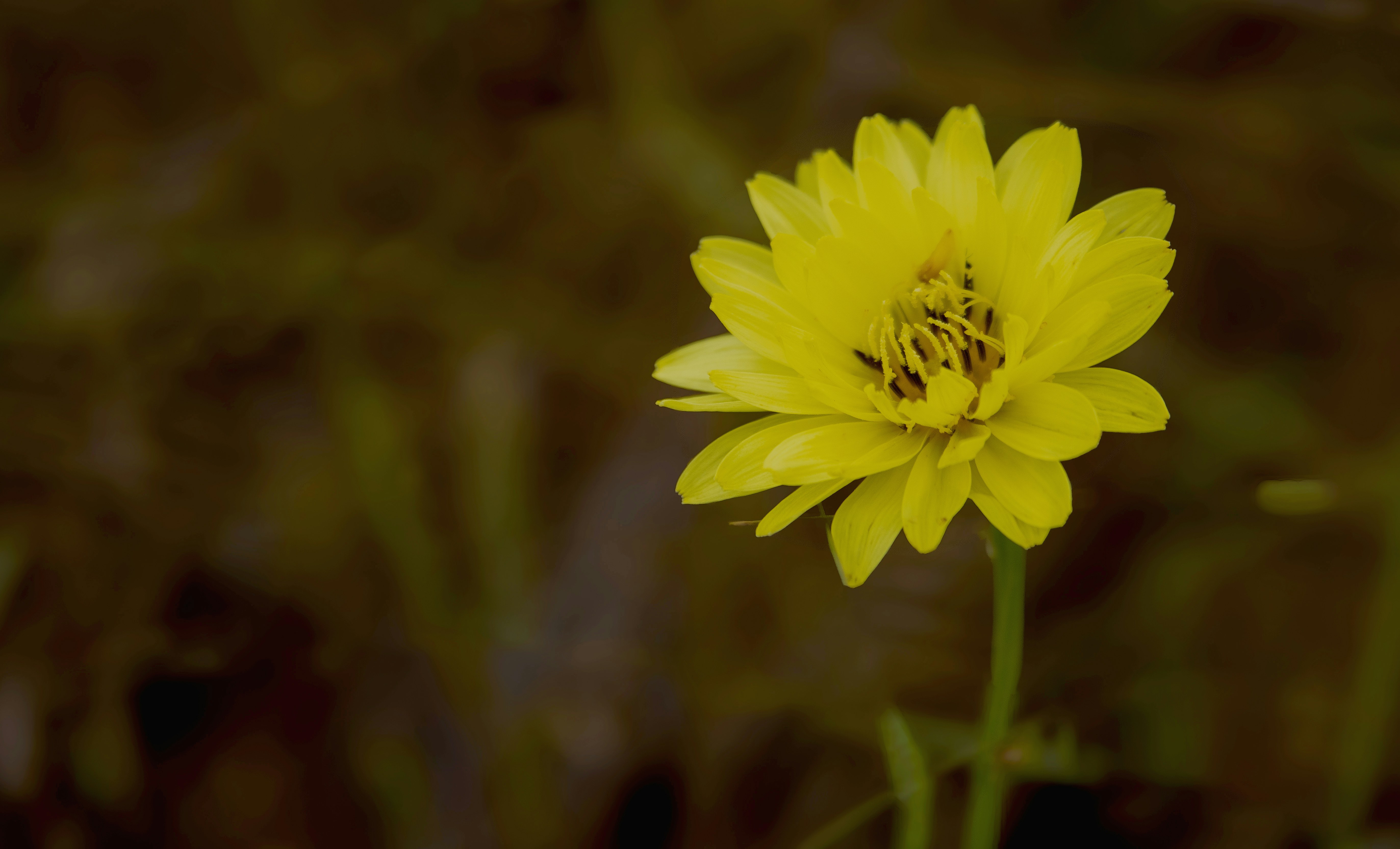 Una flor de color amarillo brillante florece a la luz del sol.