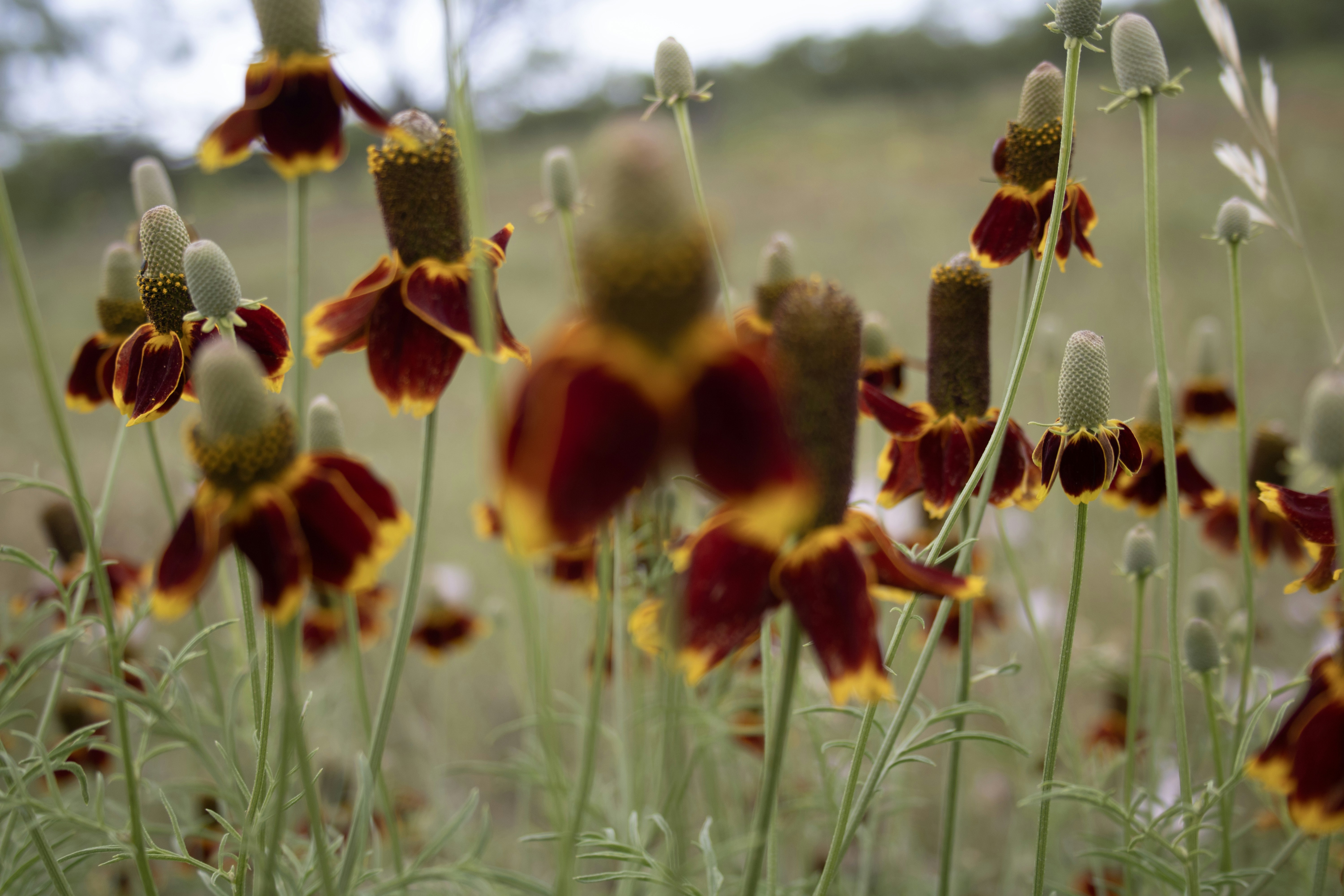 Las flores de color rojo oscuro florecen en un campo.