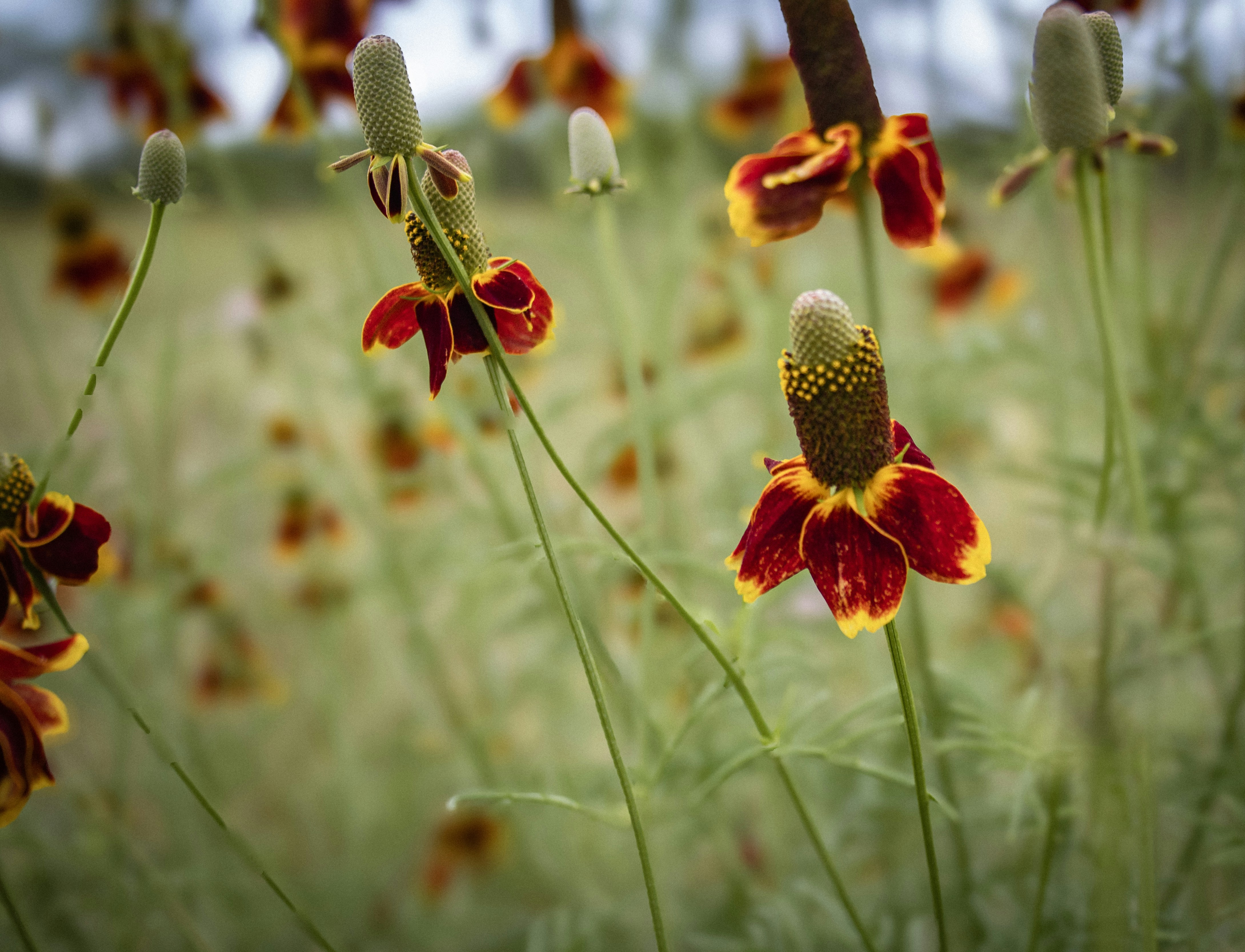 Las flores de sombrero mexicano se destacan en el campo.