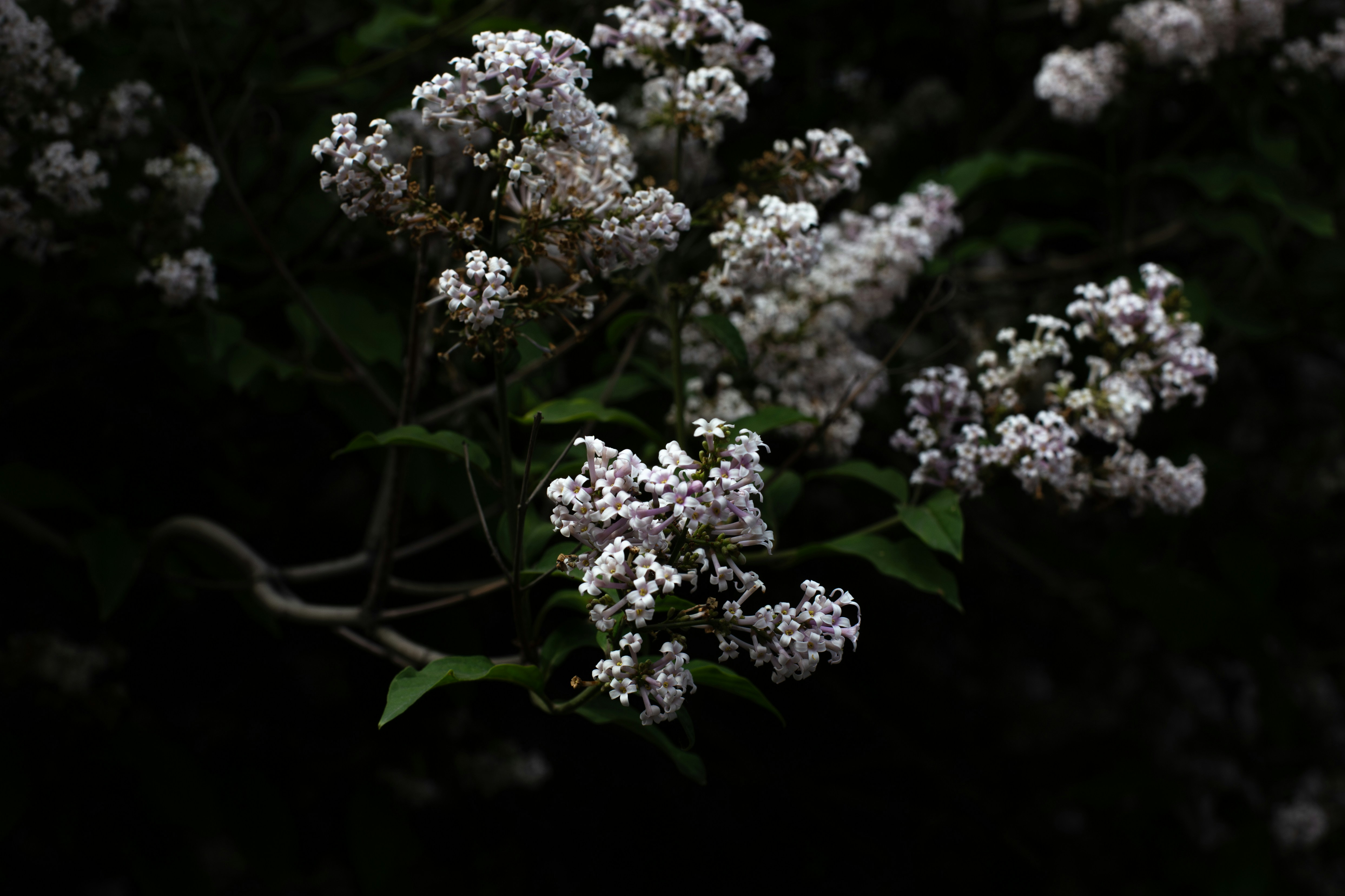 Photo by goordoon