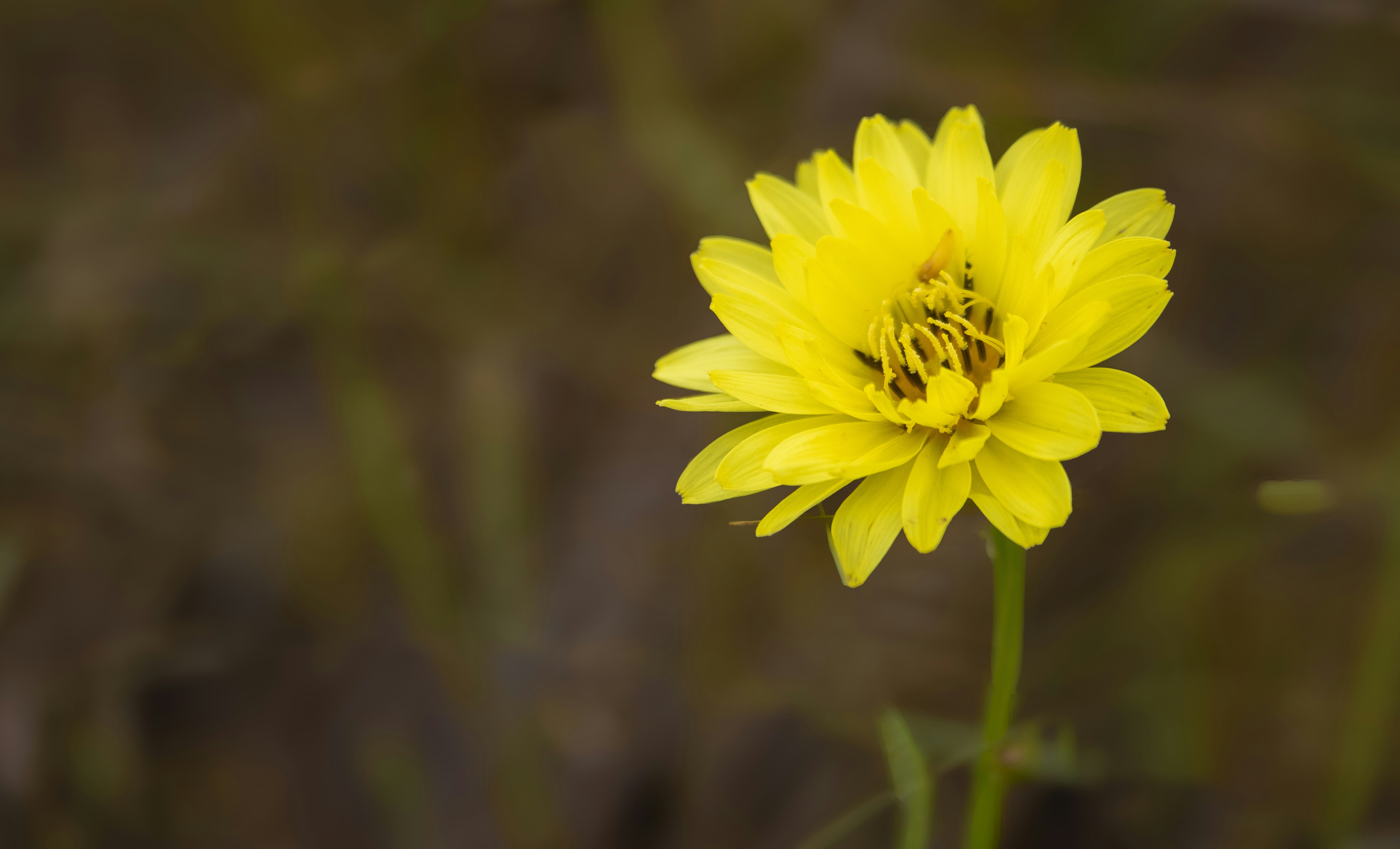 Una flor amarilla vibrante florece maravillosamente.