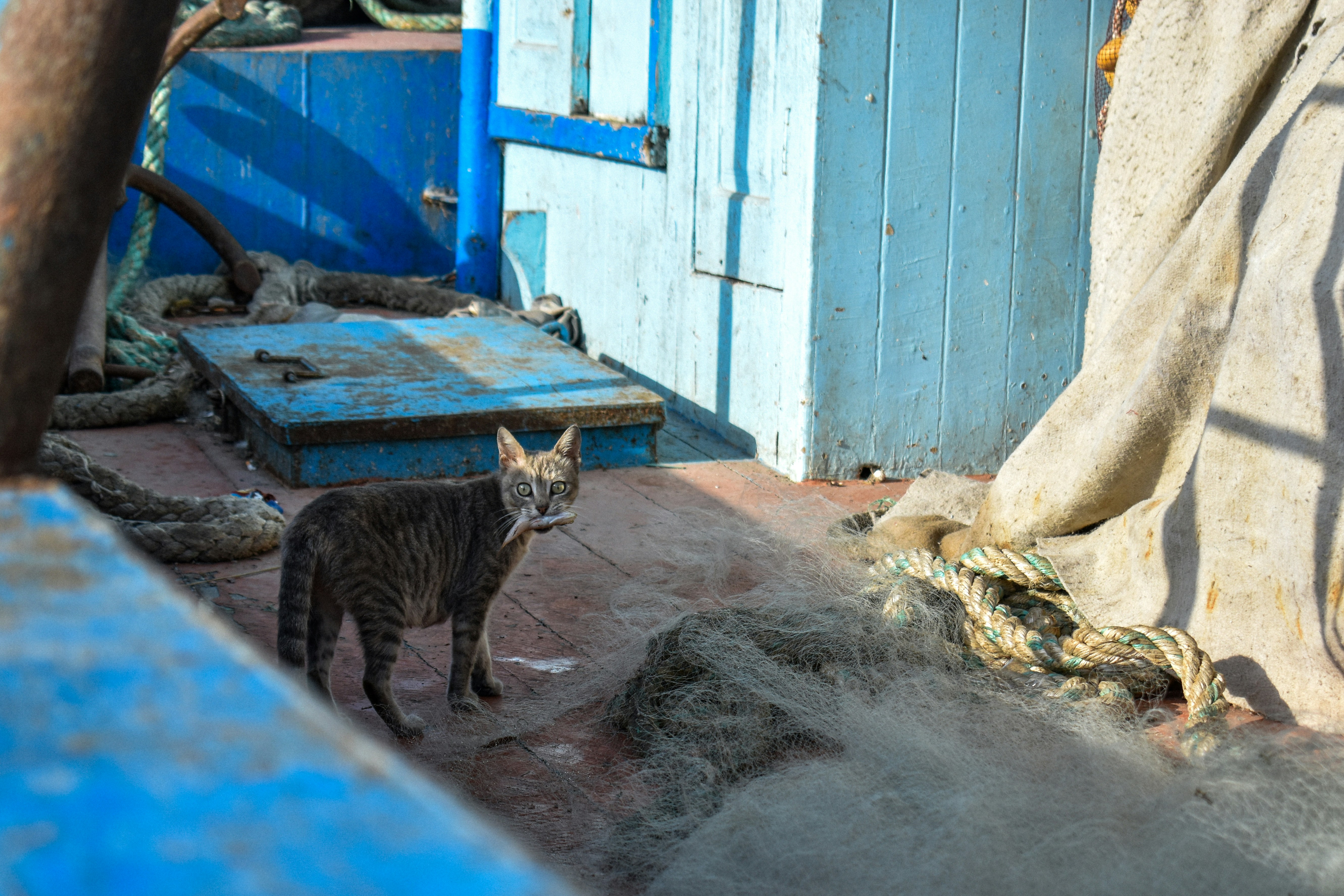 A cat stands on the wooden deck of a boat.