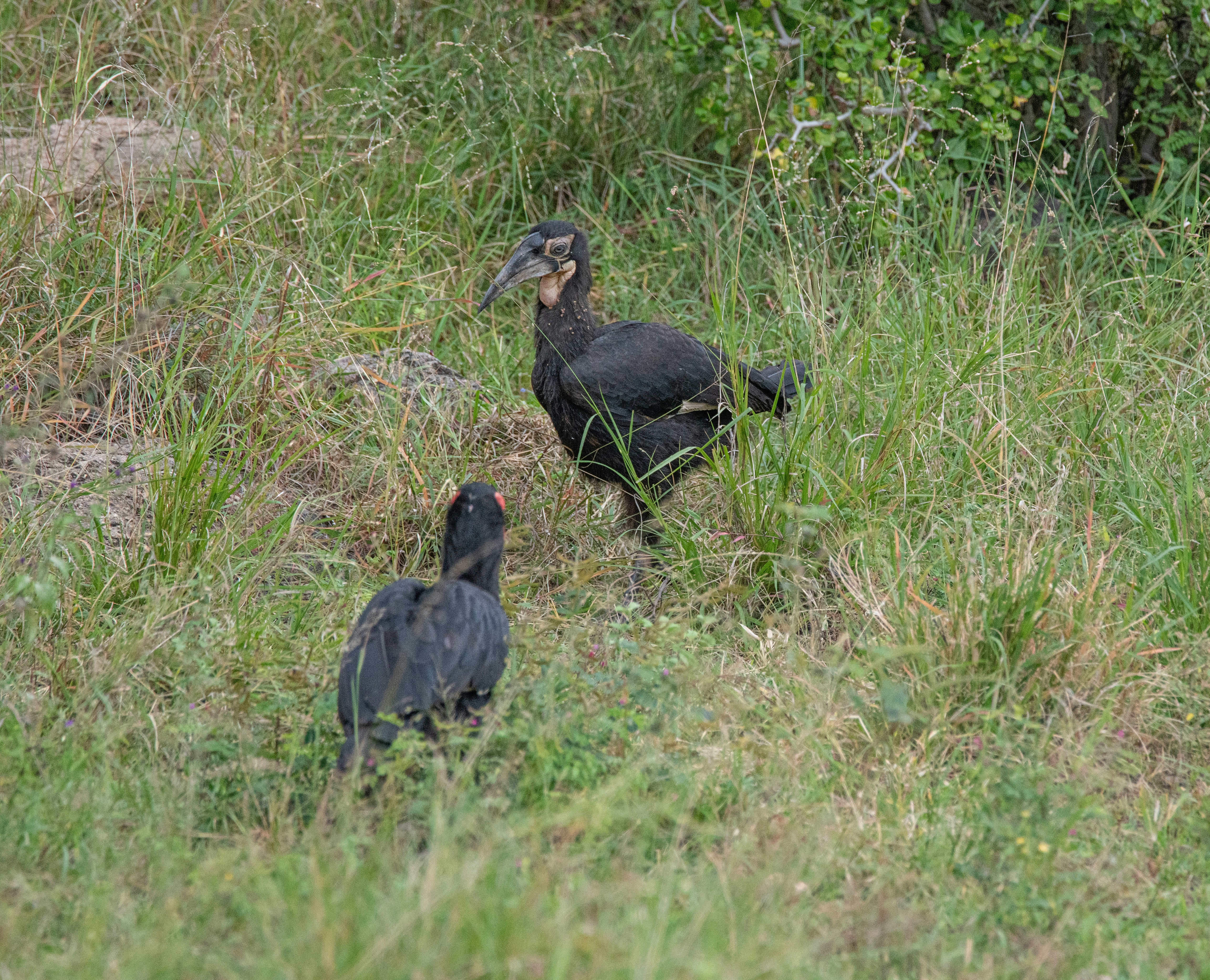 Two ground hornbills stand in grassy terrain.