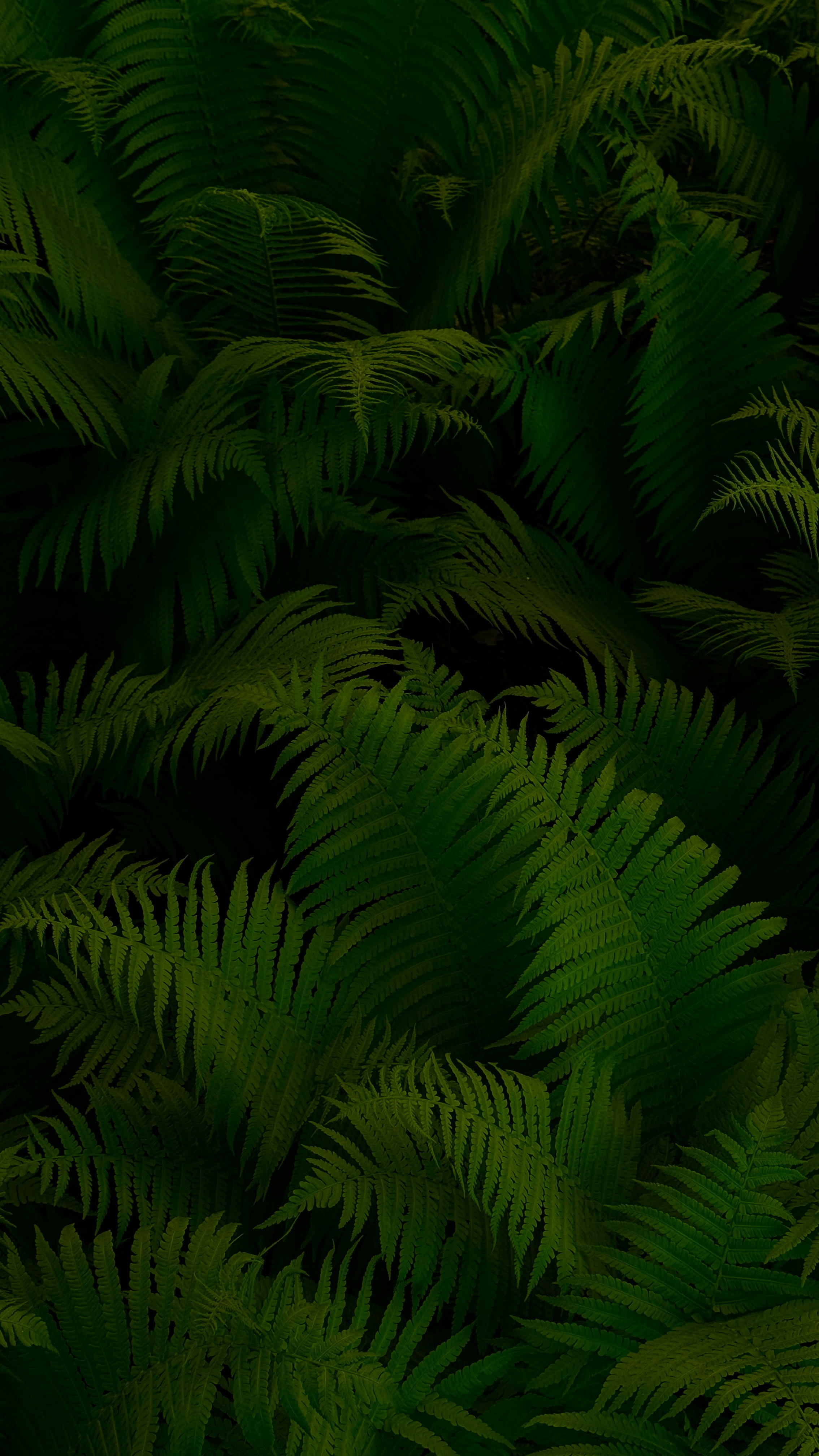 Lush green ferns fill the frame.