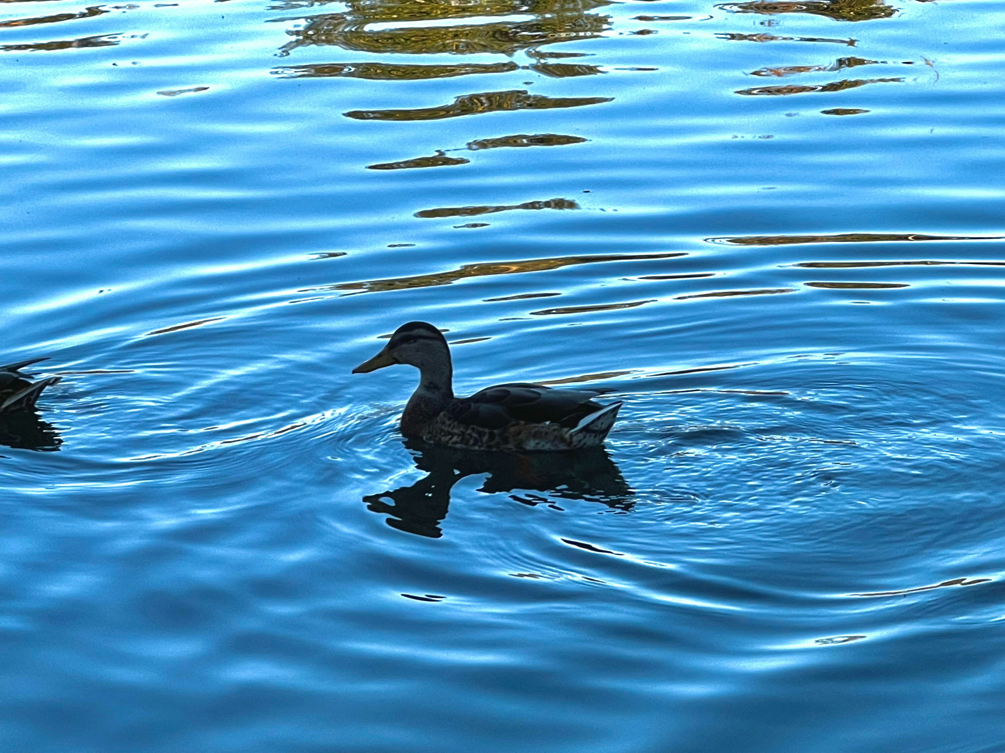 Photo by austinjoyous