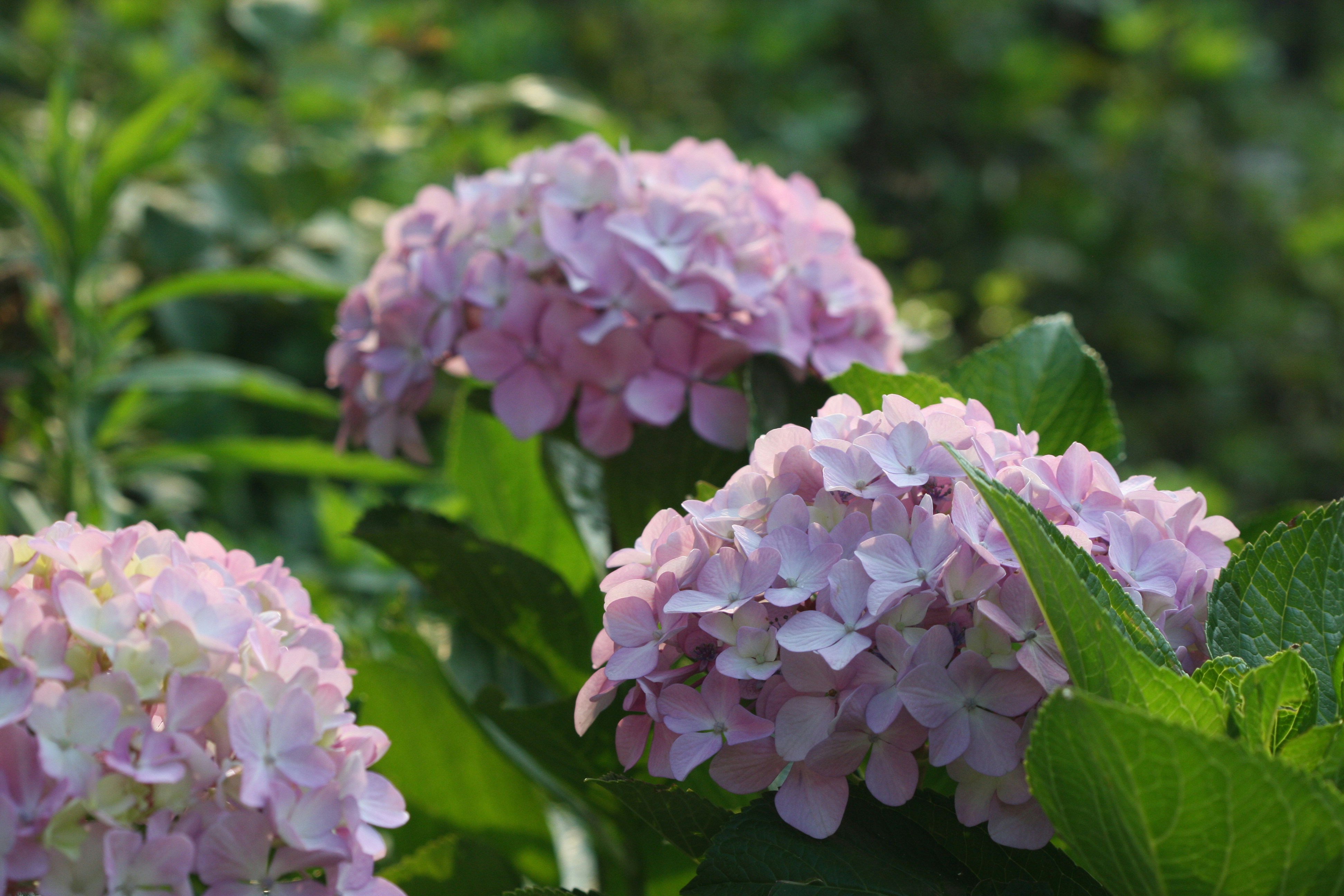 Photo by suyashbatra