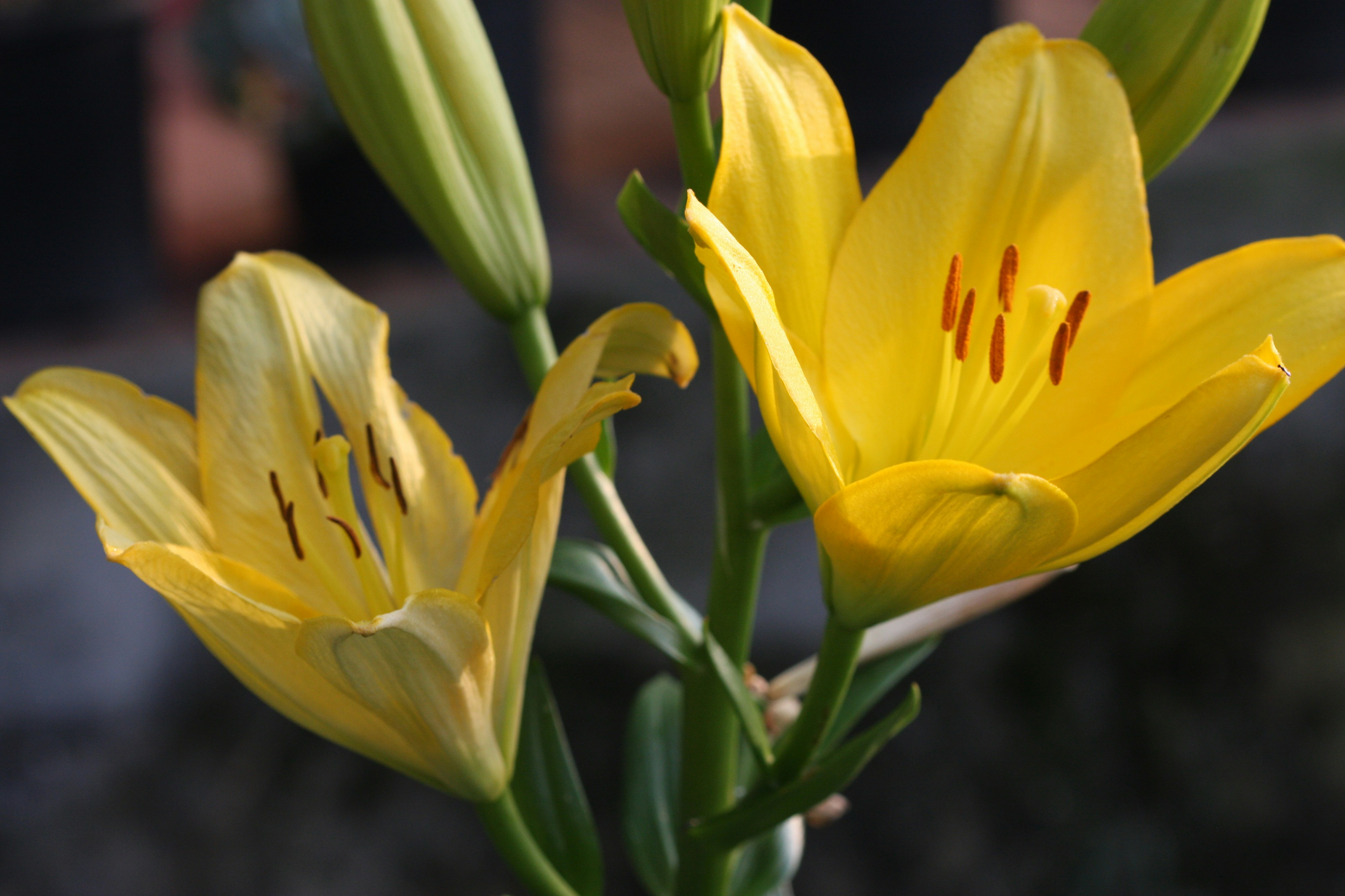 Photo by suyashbatra