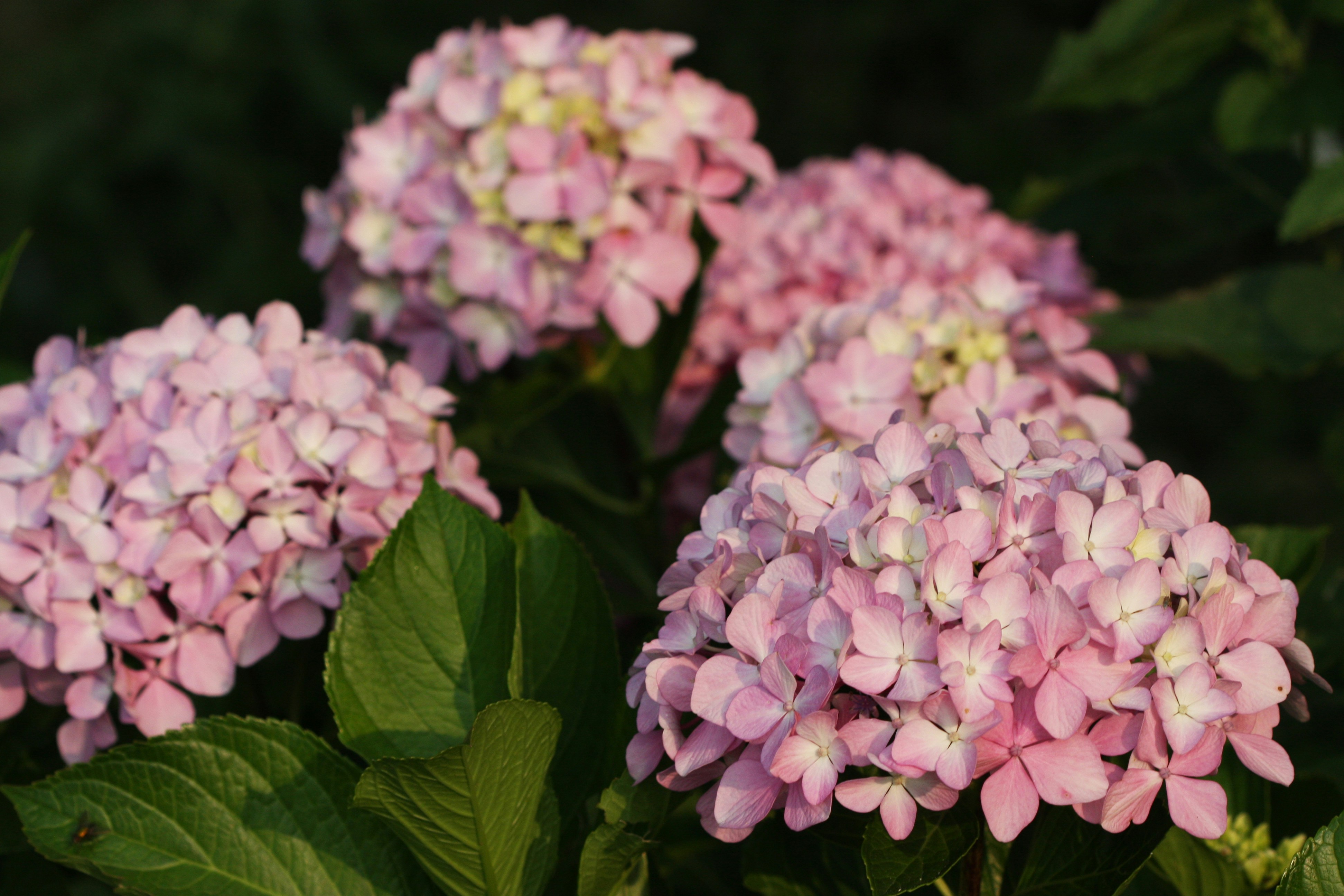 Photo by suyashbatra