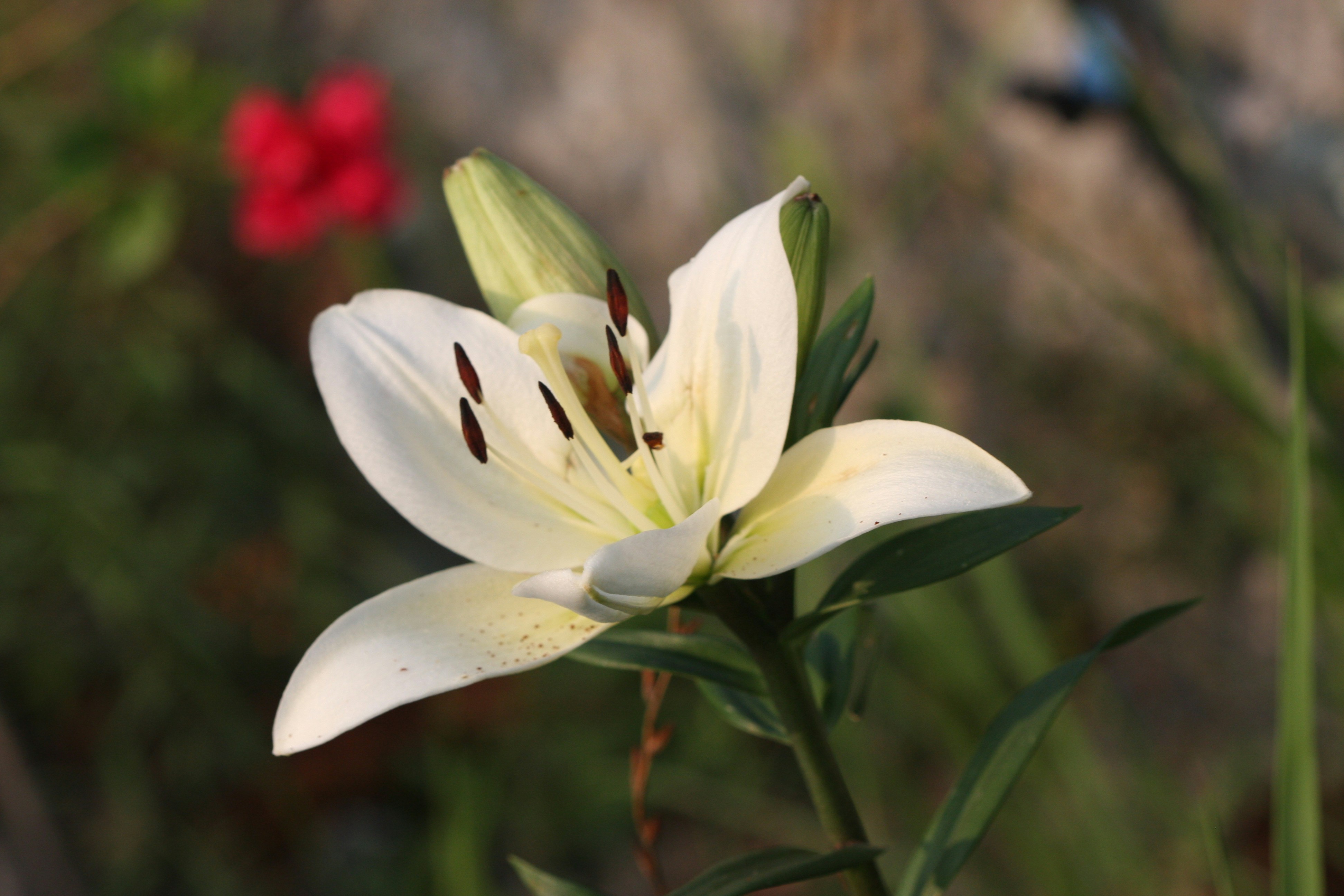 Photo by suyashbatra