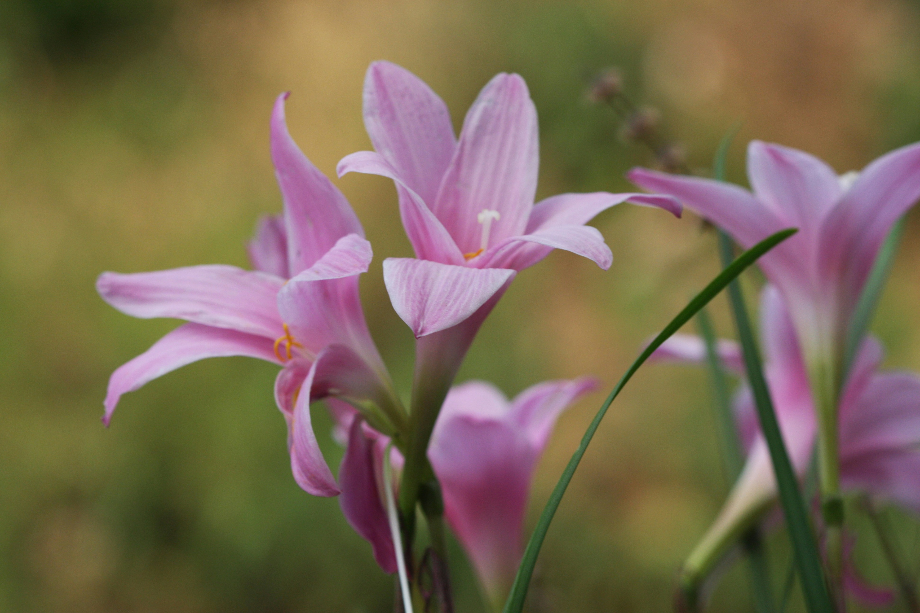 Photo by suyashbatra