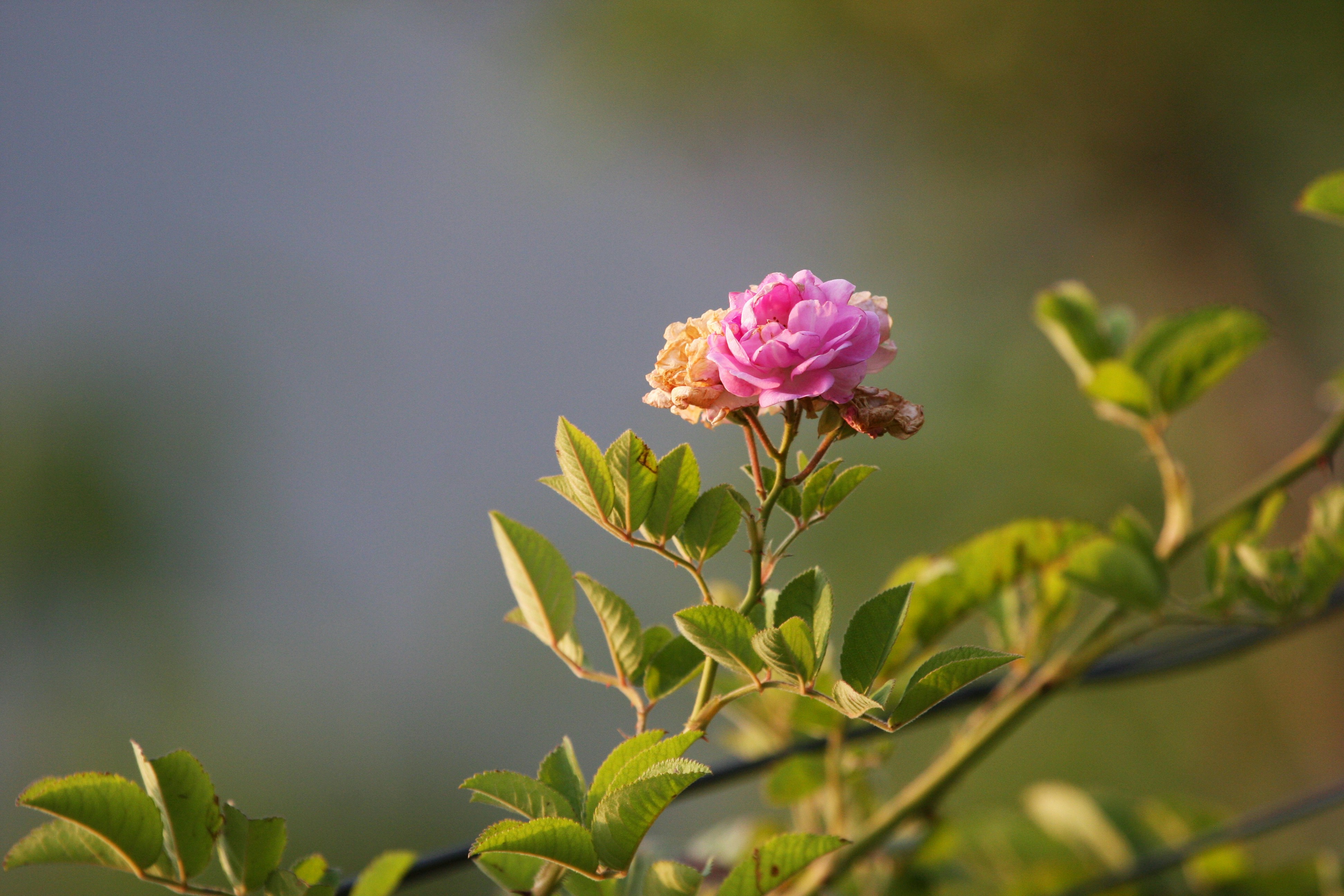 Photo by suyashbatra