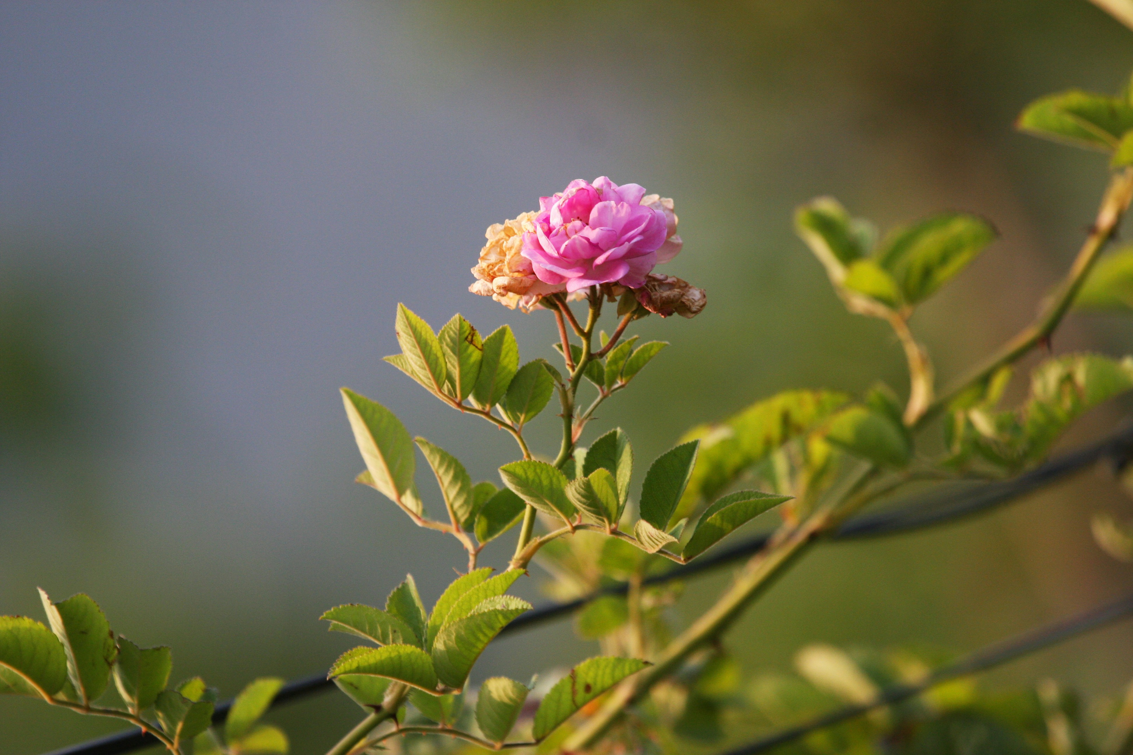 Photo by suyashbatra