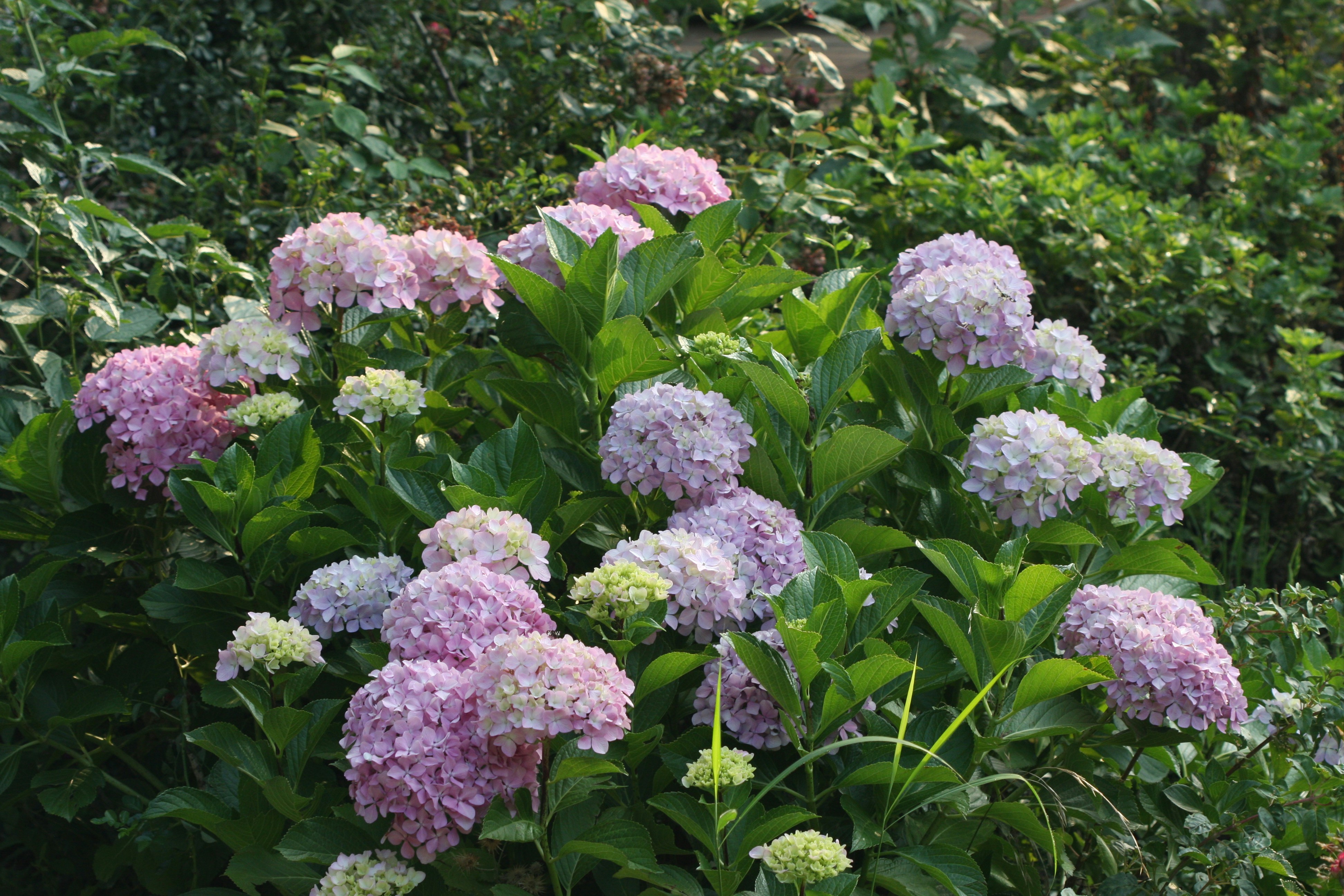 Photo by suyashbatra