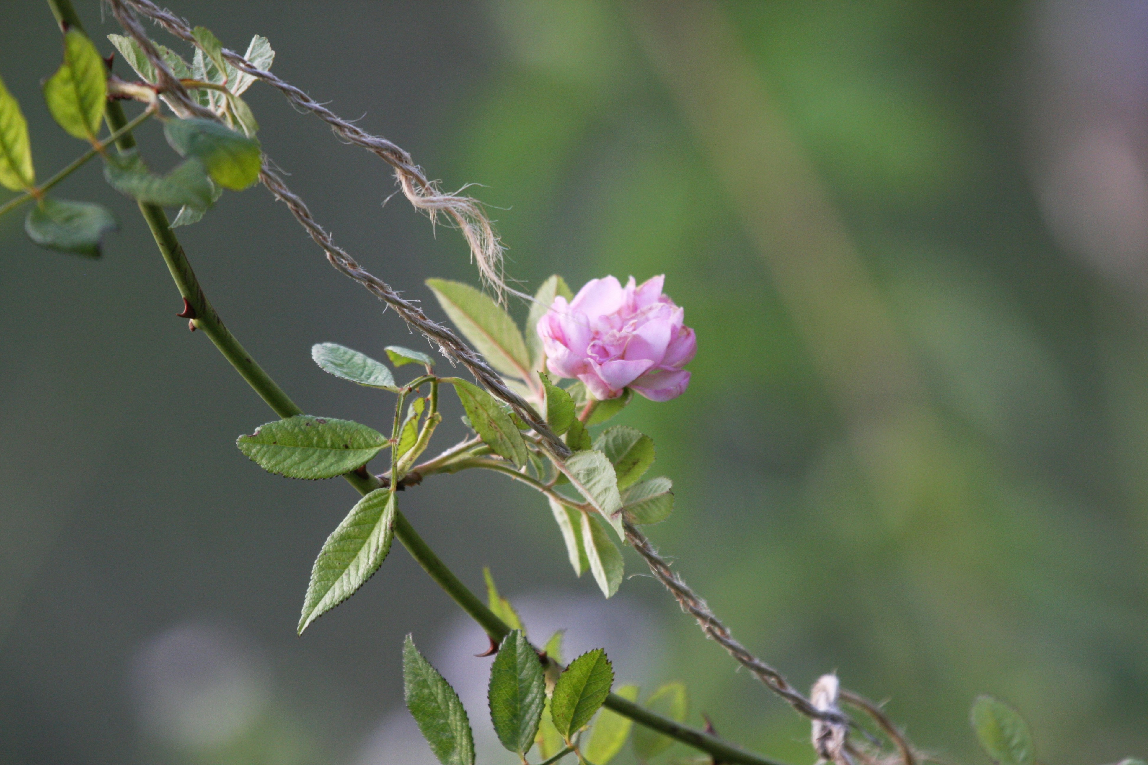 Photo by suyashbatra