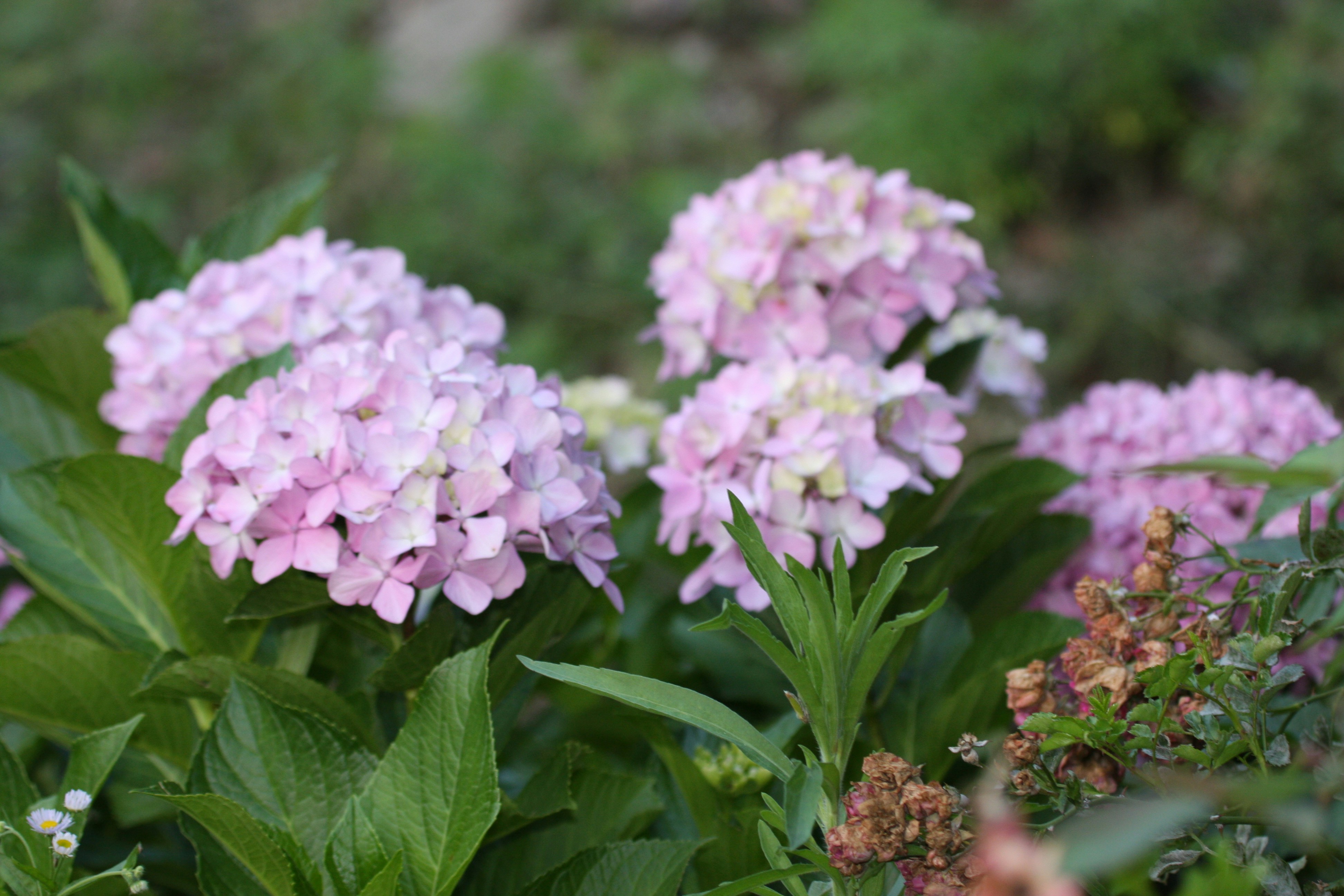 Photo by suyashbatra