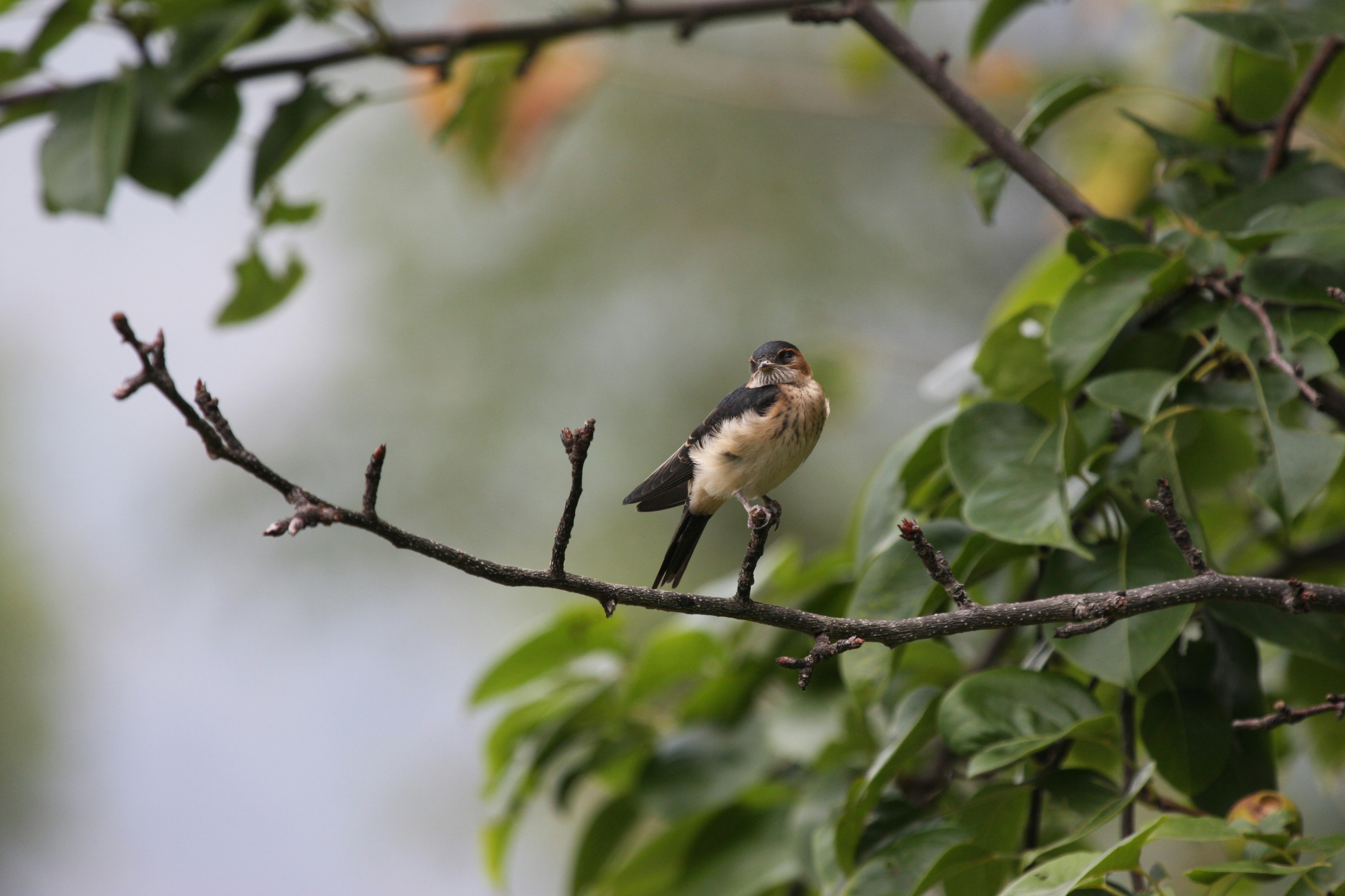 Photo by suyashbatra