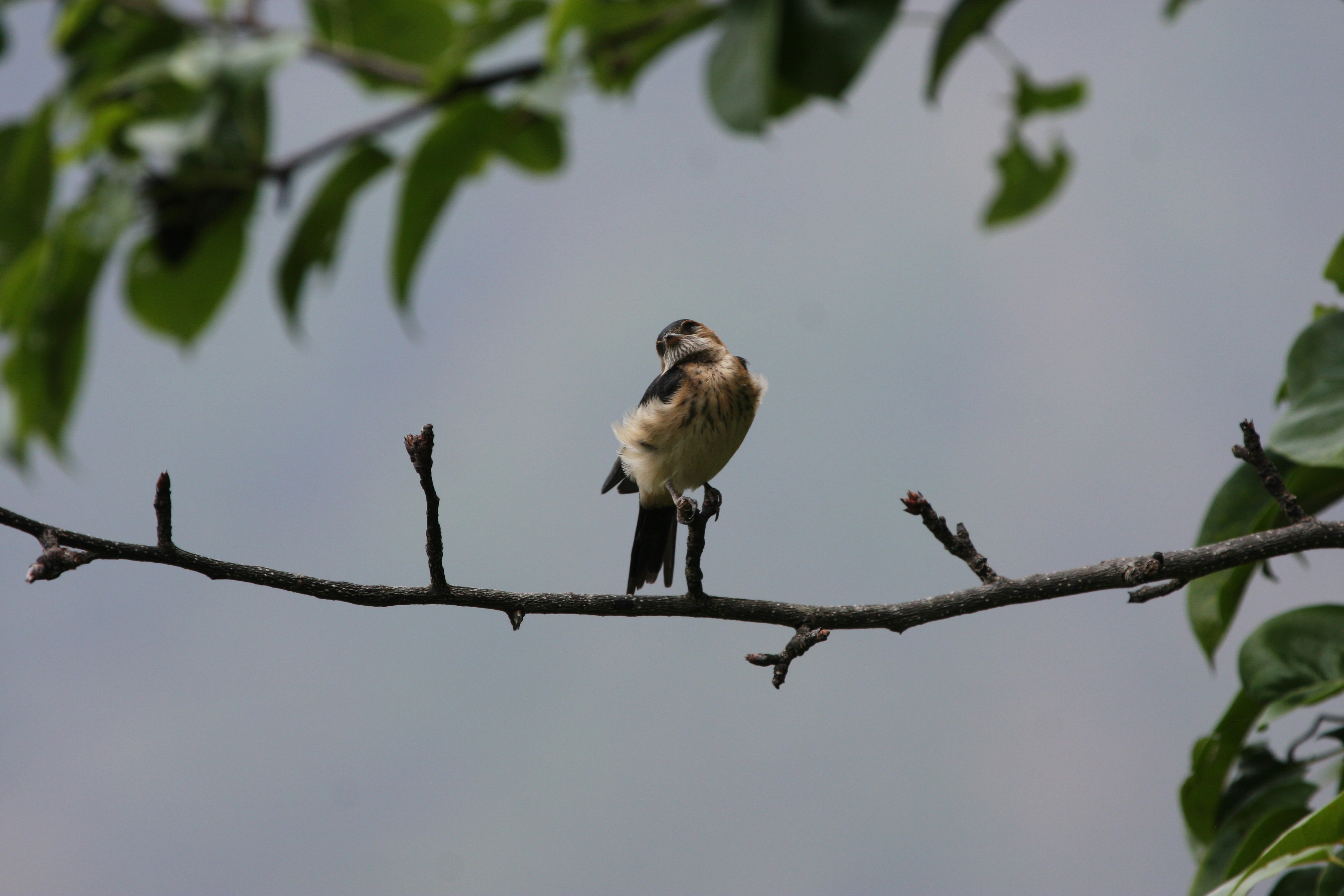 Photo by suyashbatra