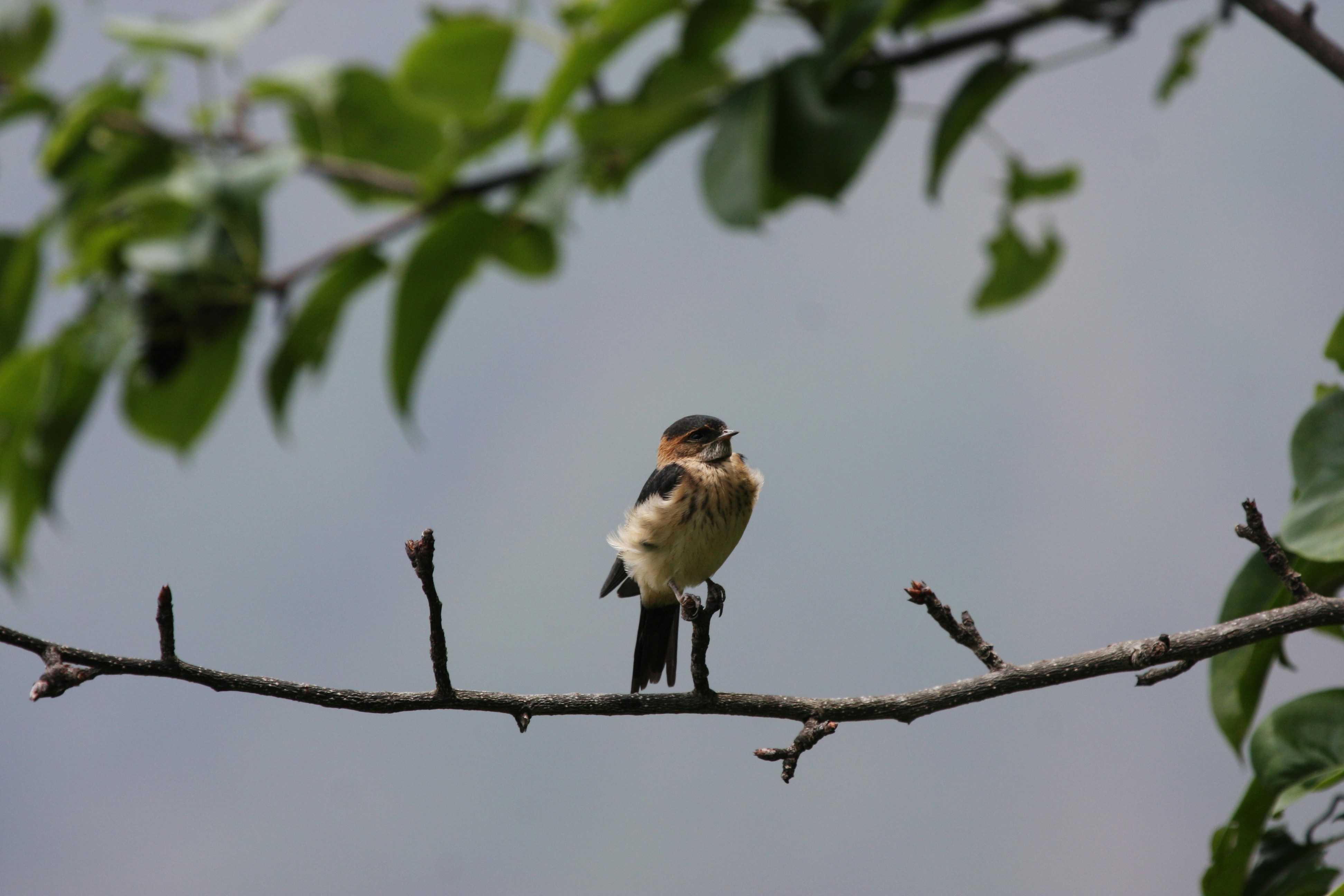 Photo by suyashbatra