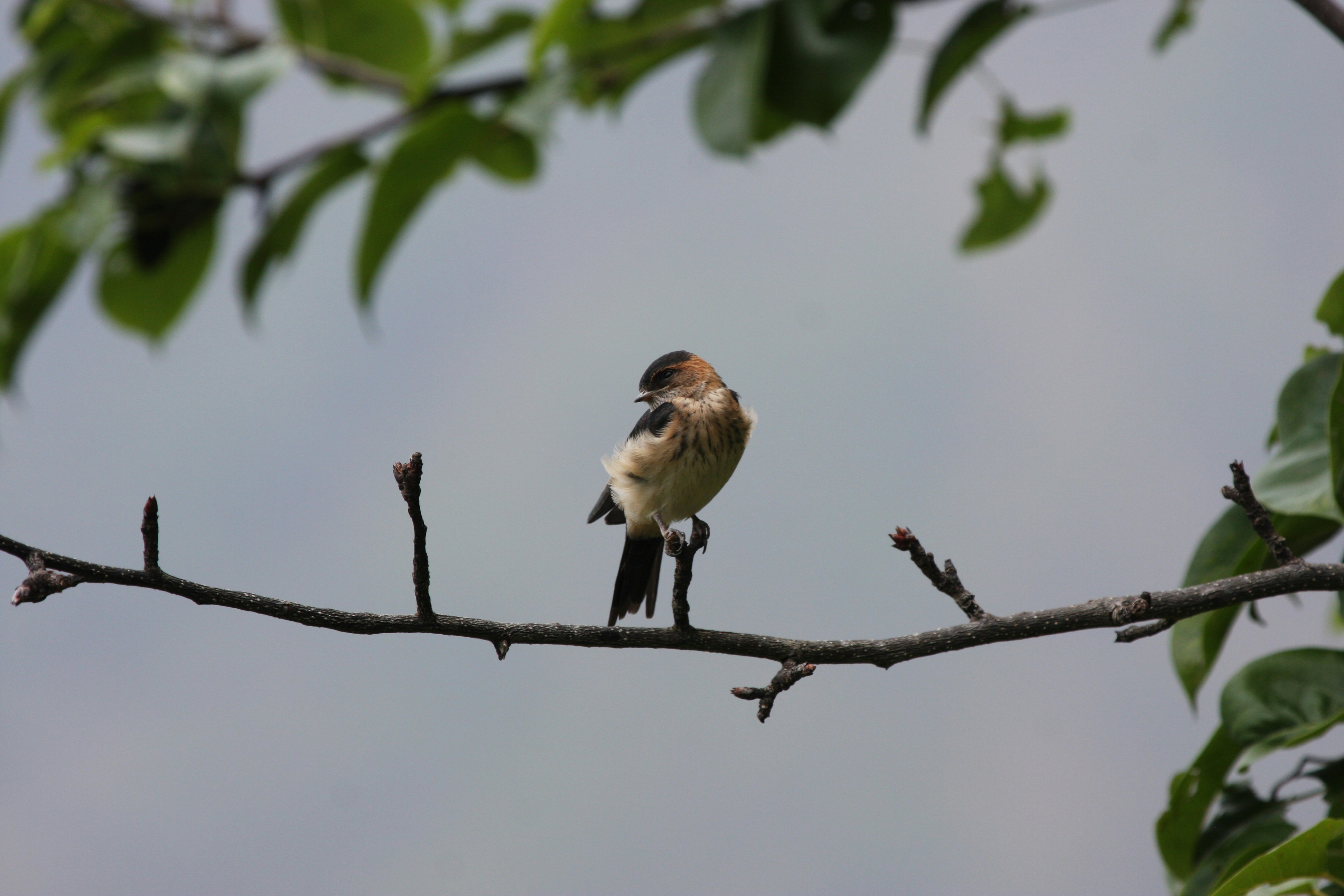 Photo by suyashbatra