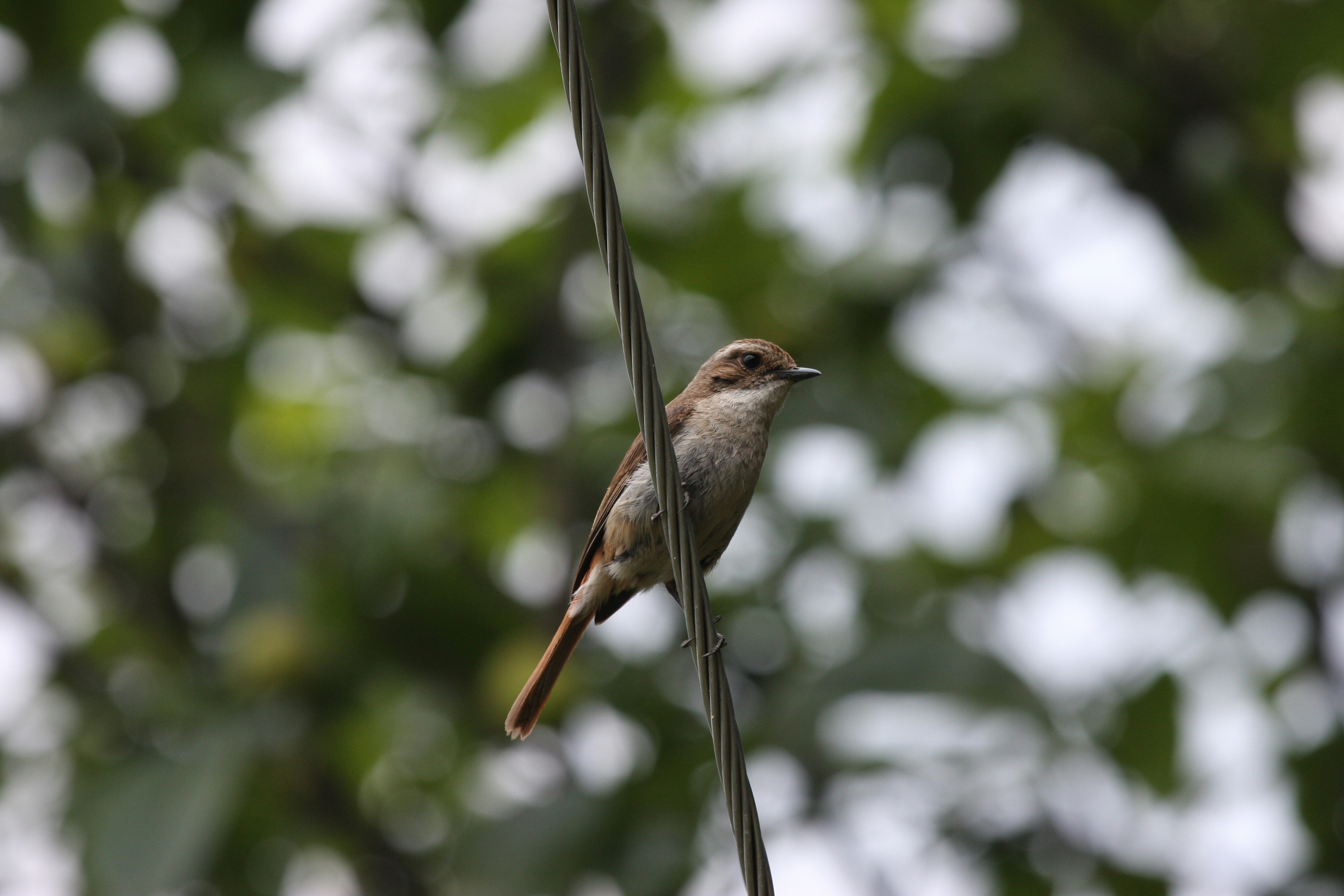 Photo by suyashbatra